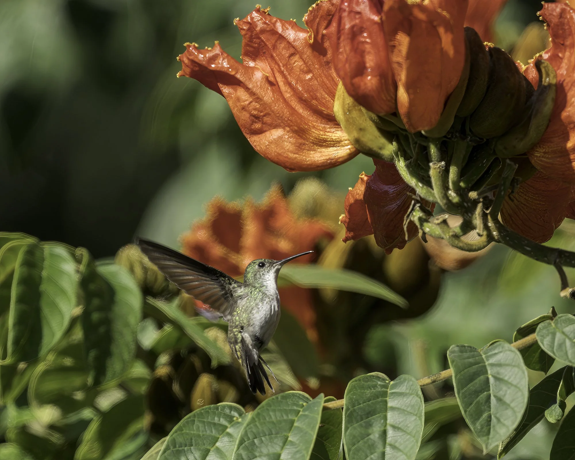 DSC07693 White-bellied Emerald.jpg