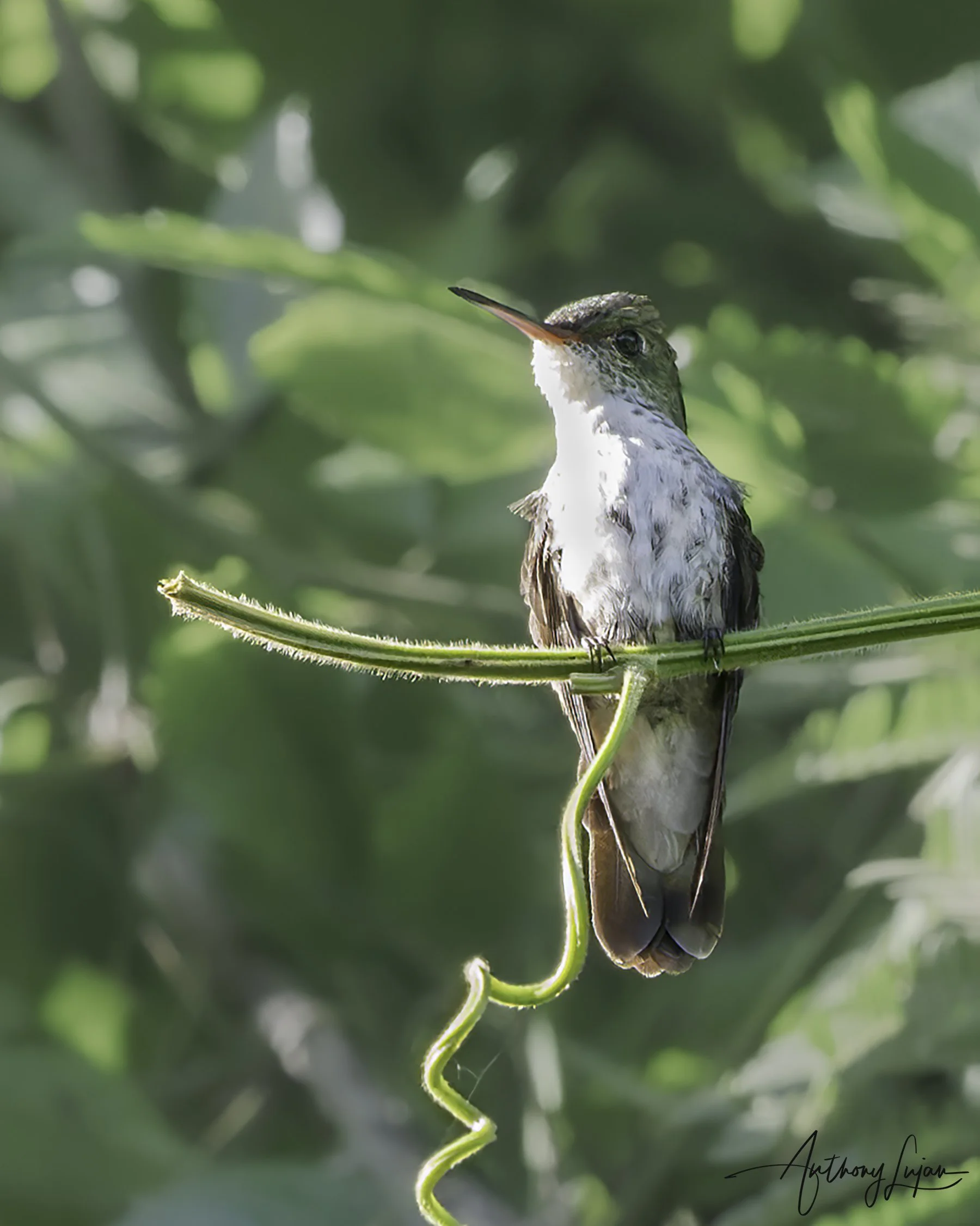 DSC06400 White-bellied emerald x1800.jpg