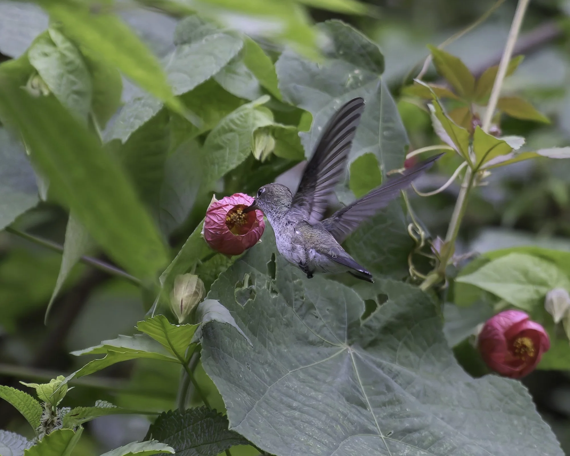 DSC05434 White-bellied Hummingbird x1800.jpg