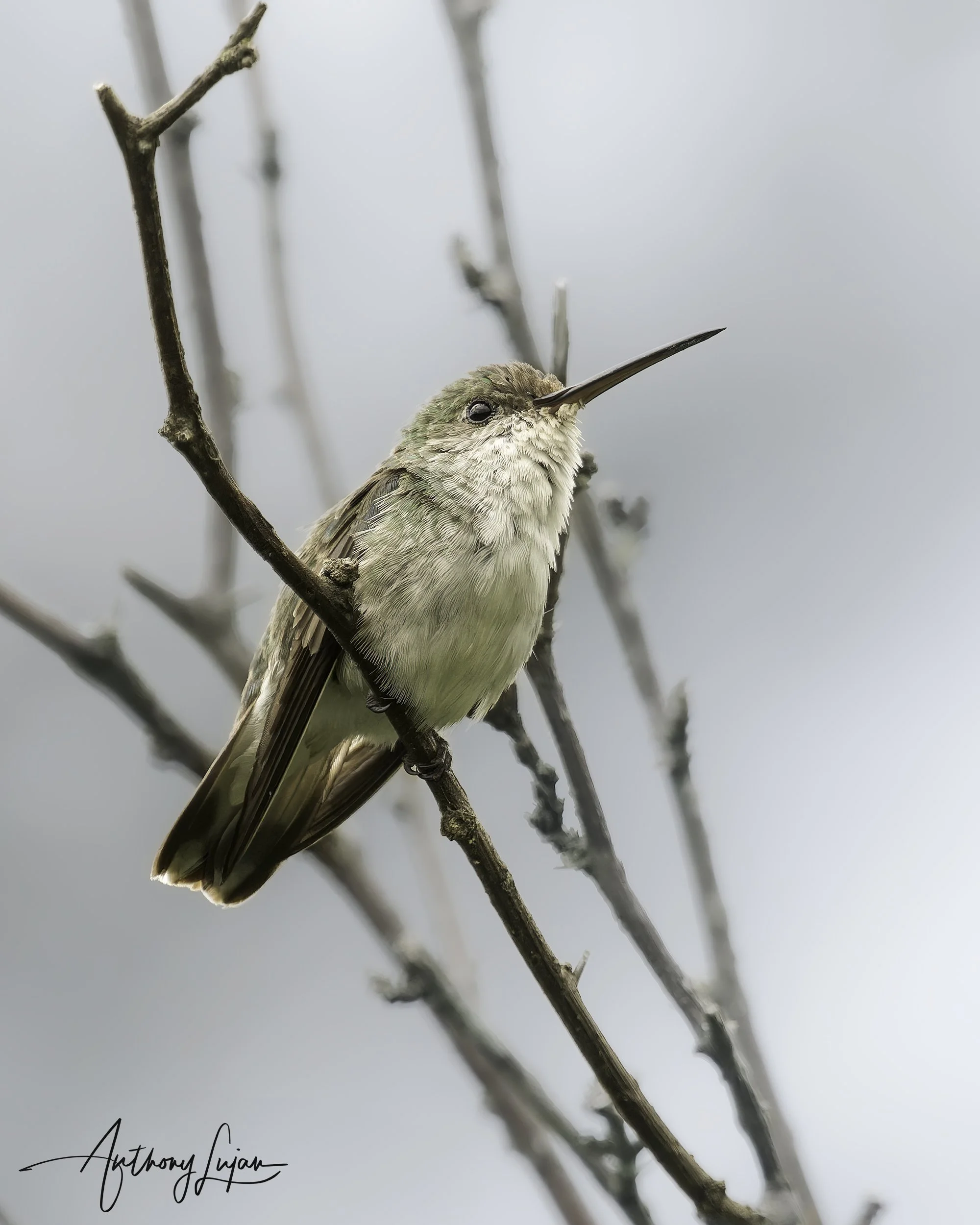 DSC06424 White-bellied Hummingbird x1800.jpg