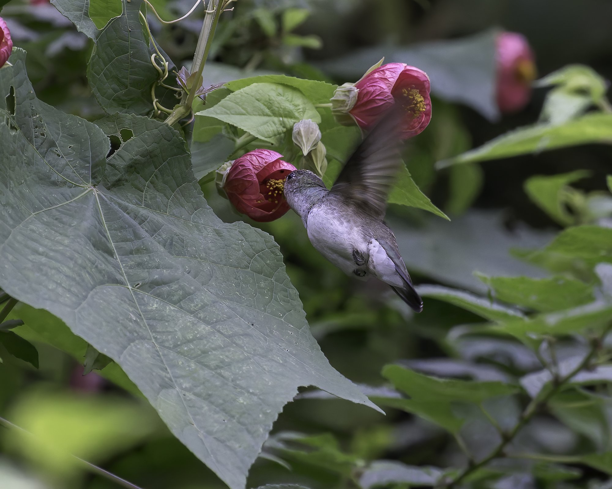 DSC05491 White-bellied Hummingbird x1800.jpg