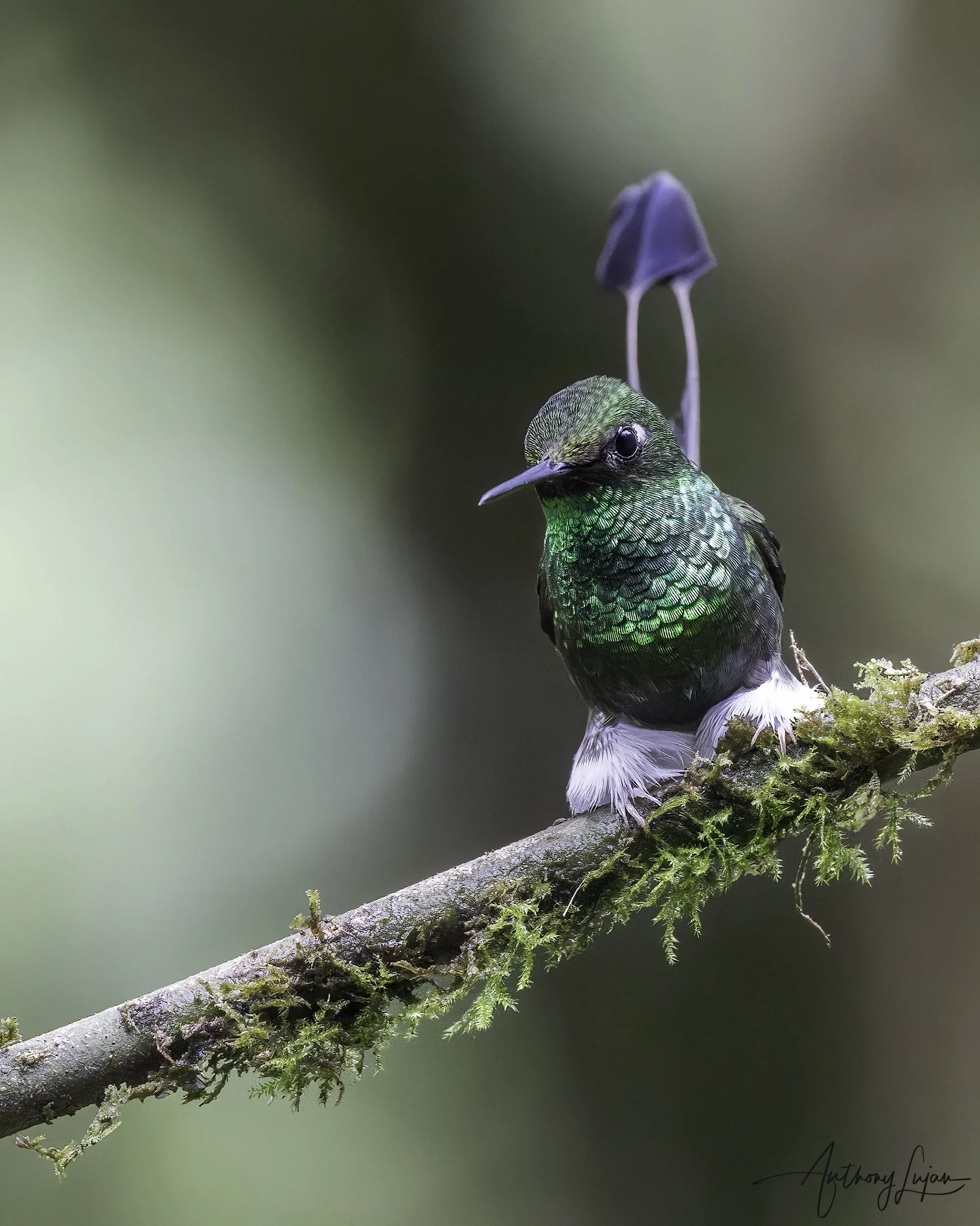 DSC05699 White-booted Racket-tail x1800.jpg