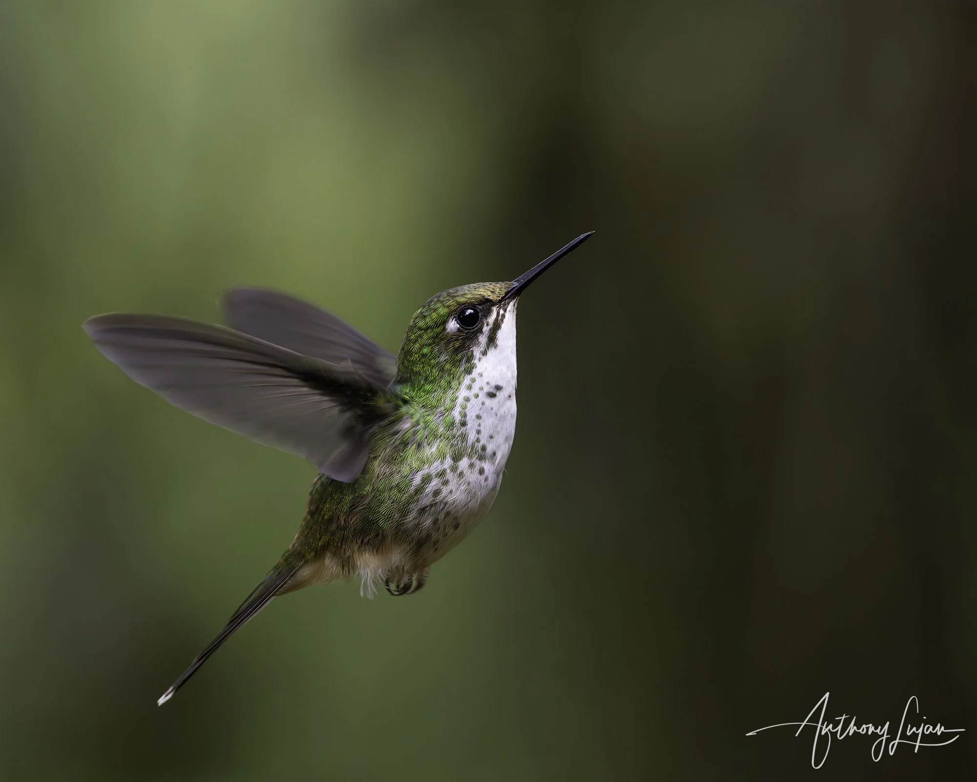 DSC05496 White-booted Racket-tail female x1800.jpg
