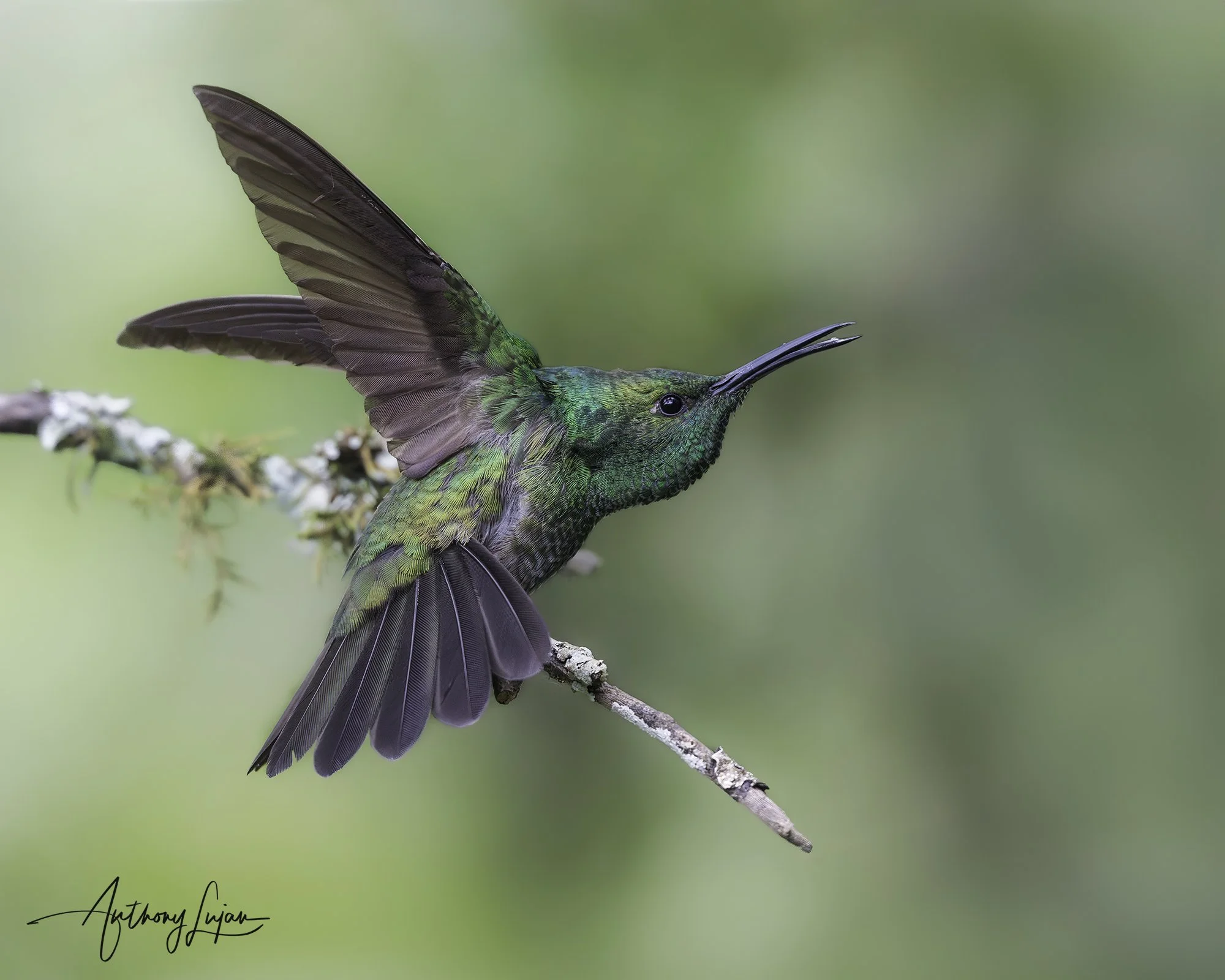 DSC03978 White-vented Plumeleteer x1800.jpg