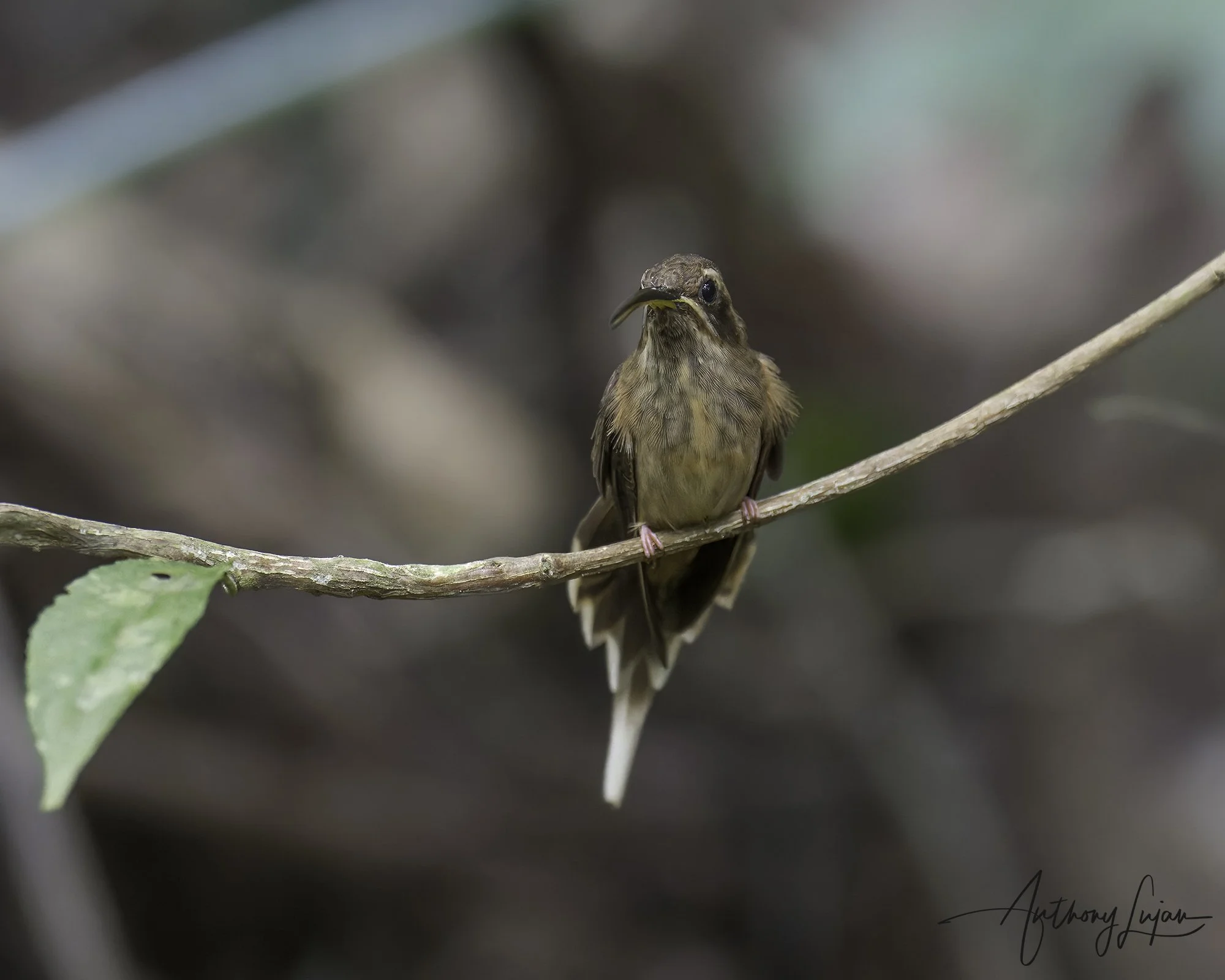 _DSC0078 Dusky-throated Hermit x1800.jpg