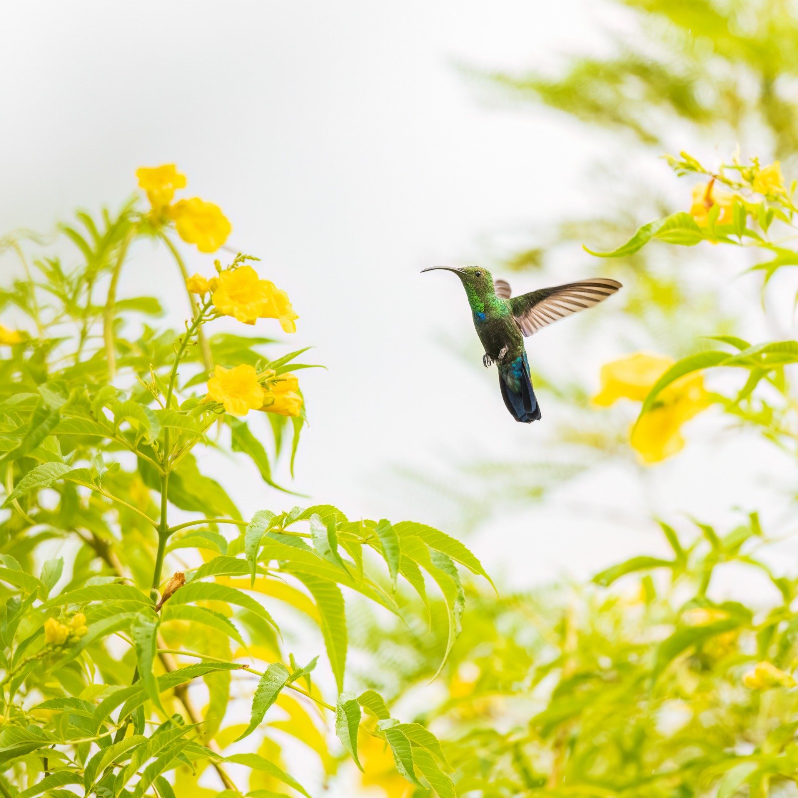 Green-throated Carib.jpeg