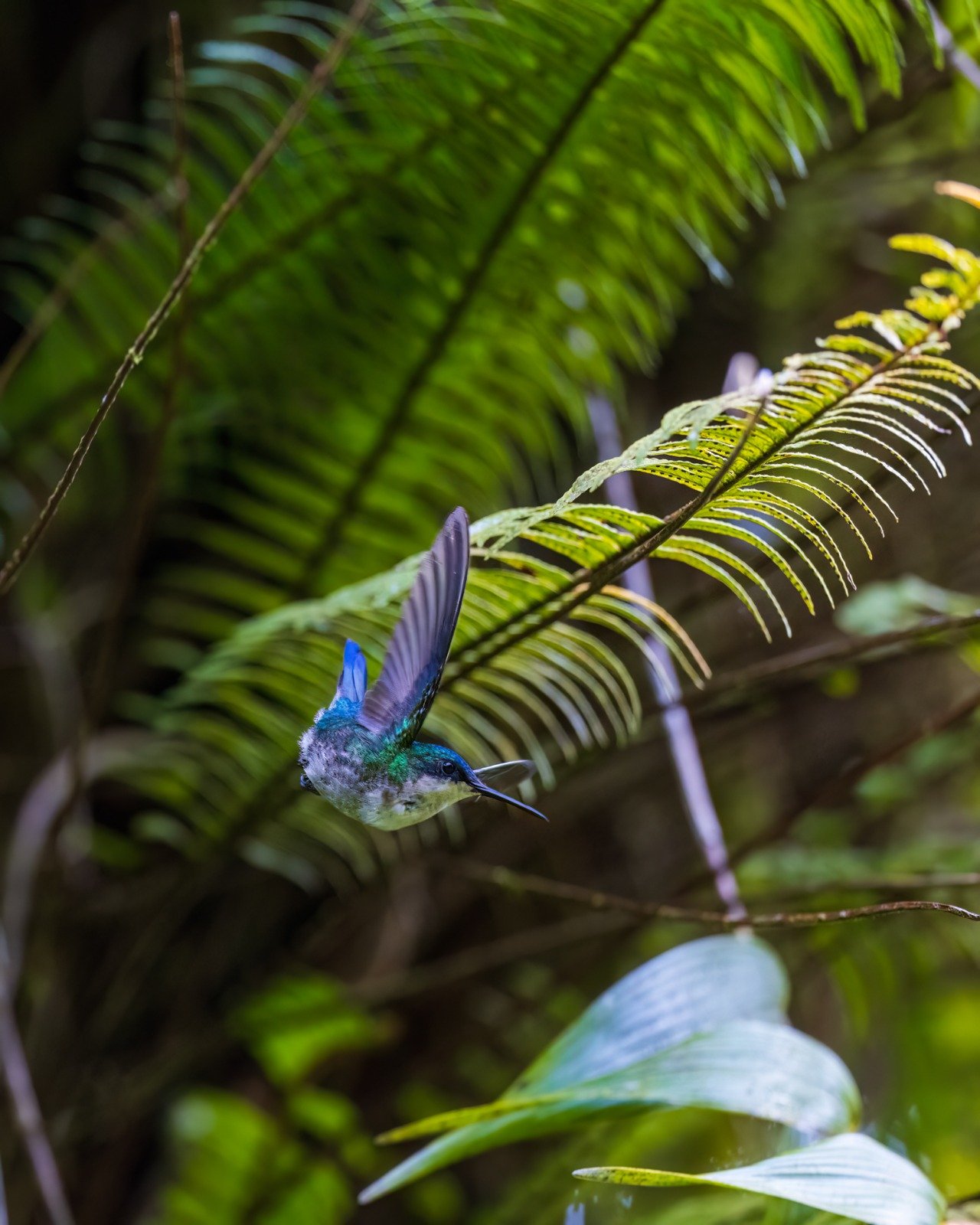 Blue-headed Hummingbird.jpeg