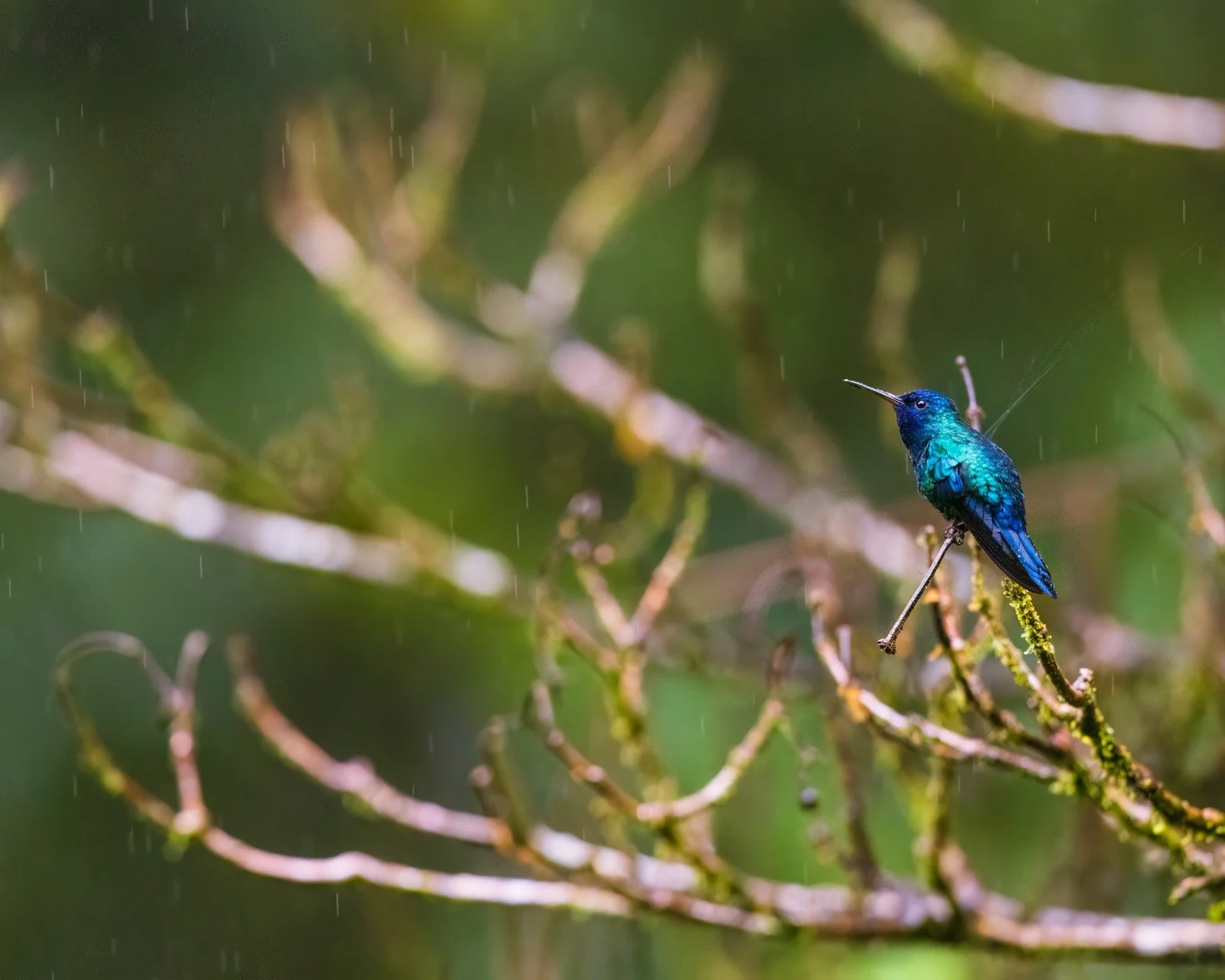 Blue-headed Hummingbird 02.jpeg