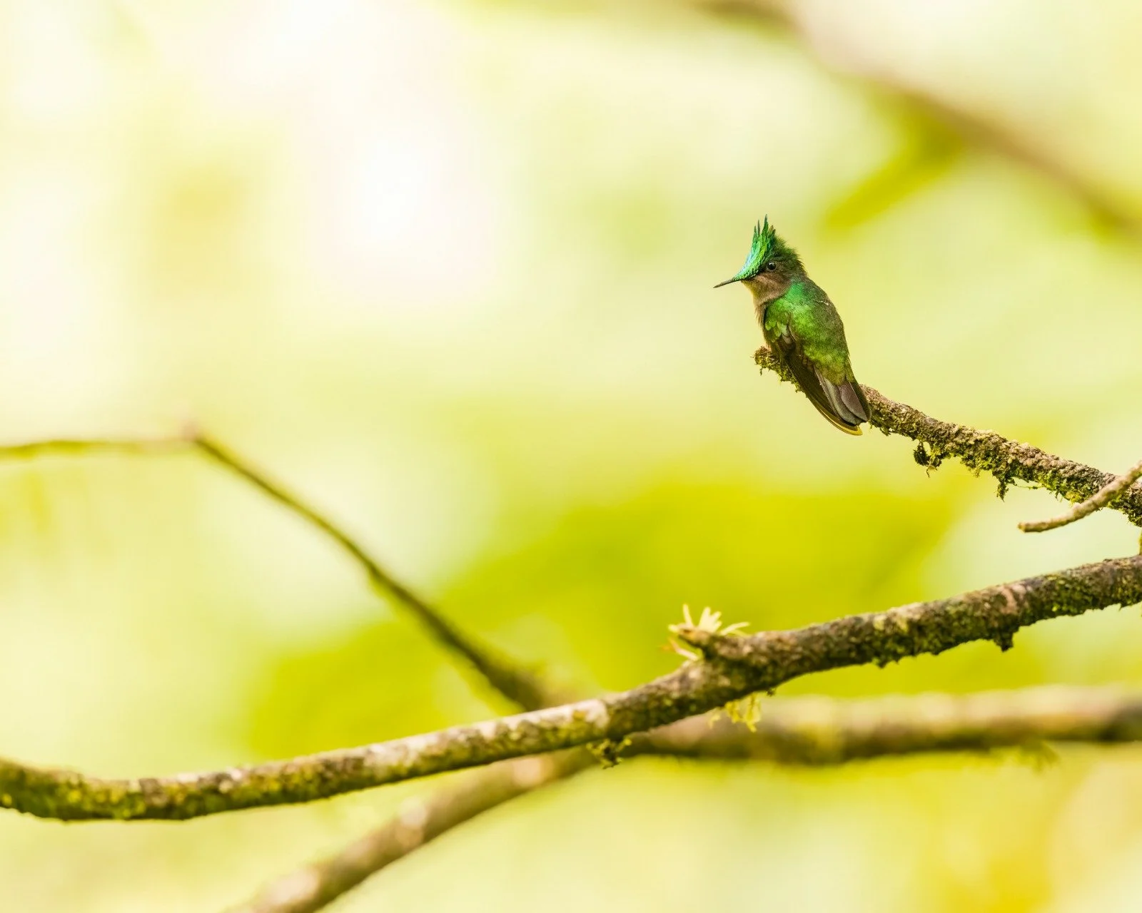 Antillean-Crested Hummingbird.jpeg