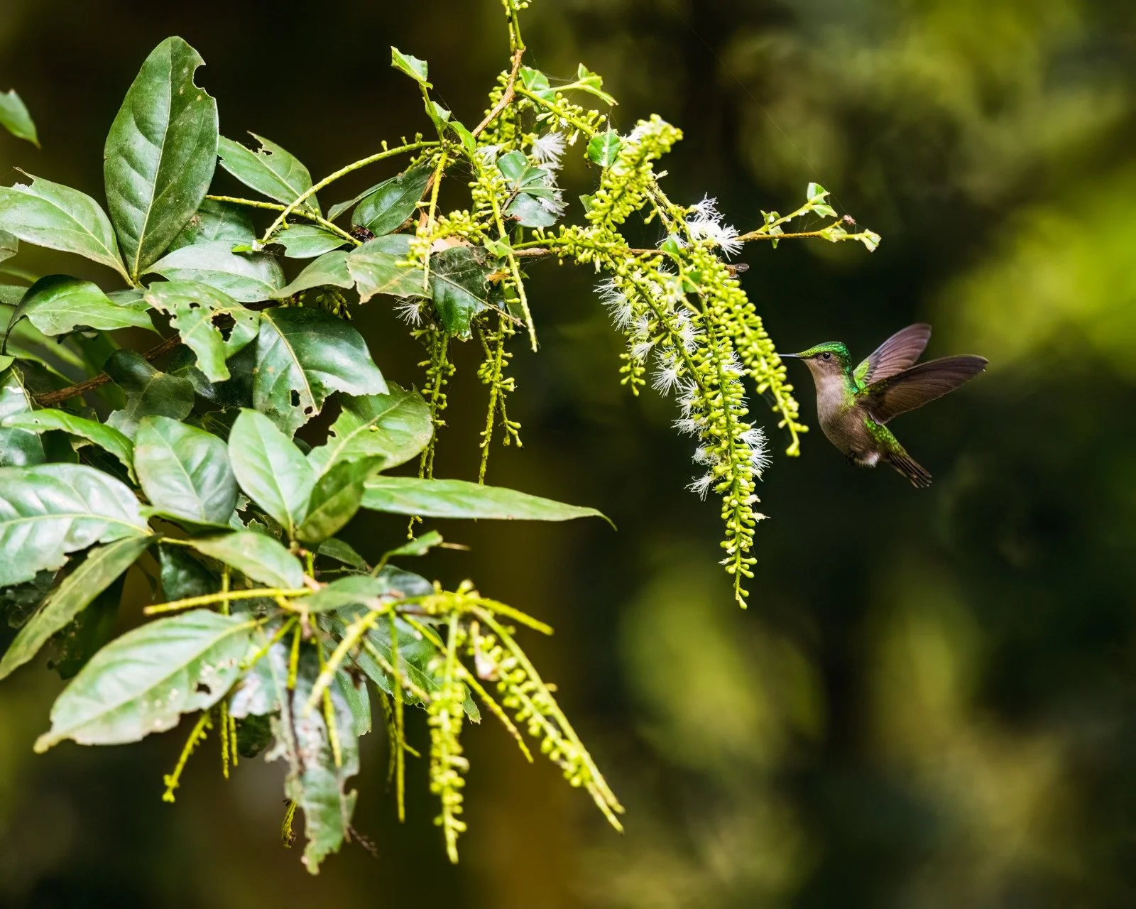 Antillean-Crested Hummingbird 02.jpeg