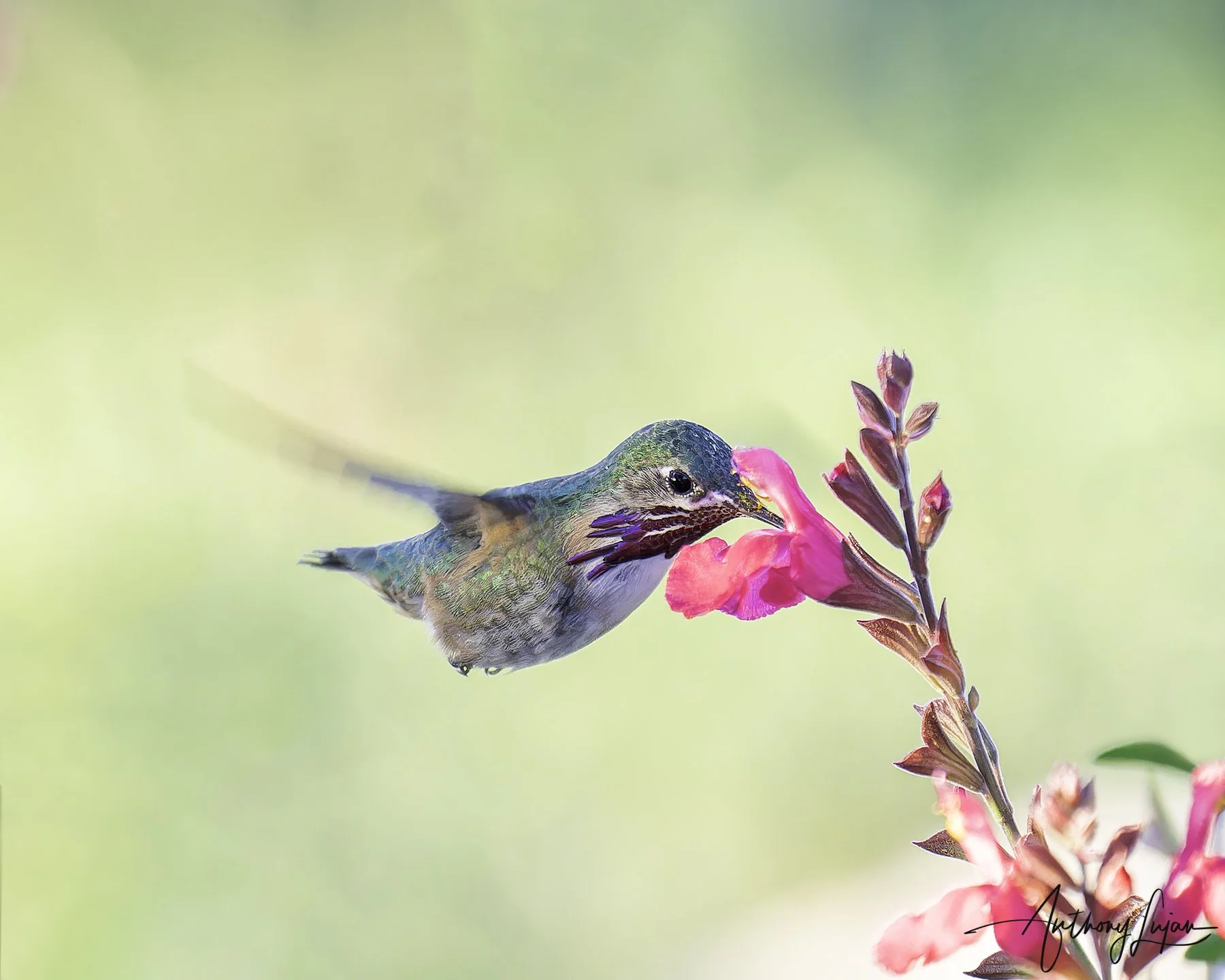 DSC5372 Calliope Hummingbird x1800.jpg