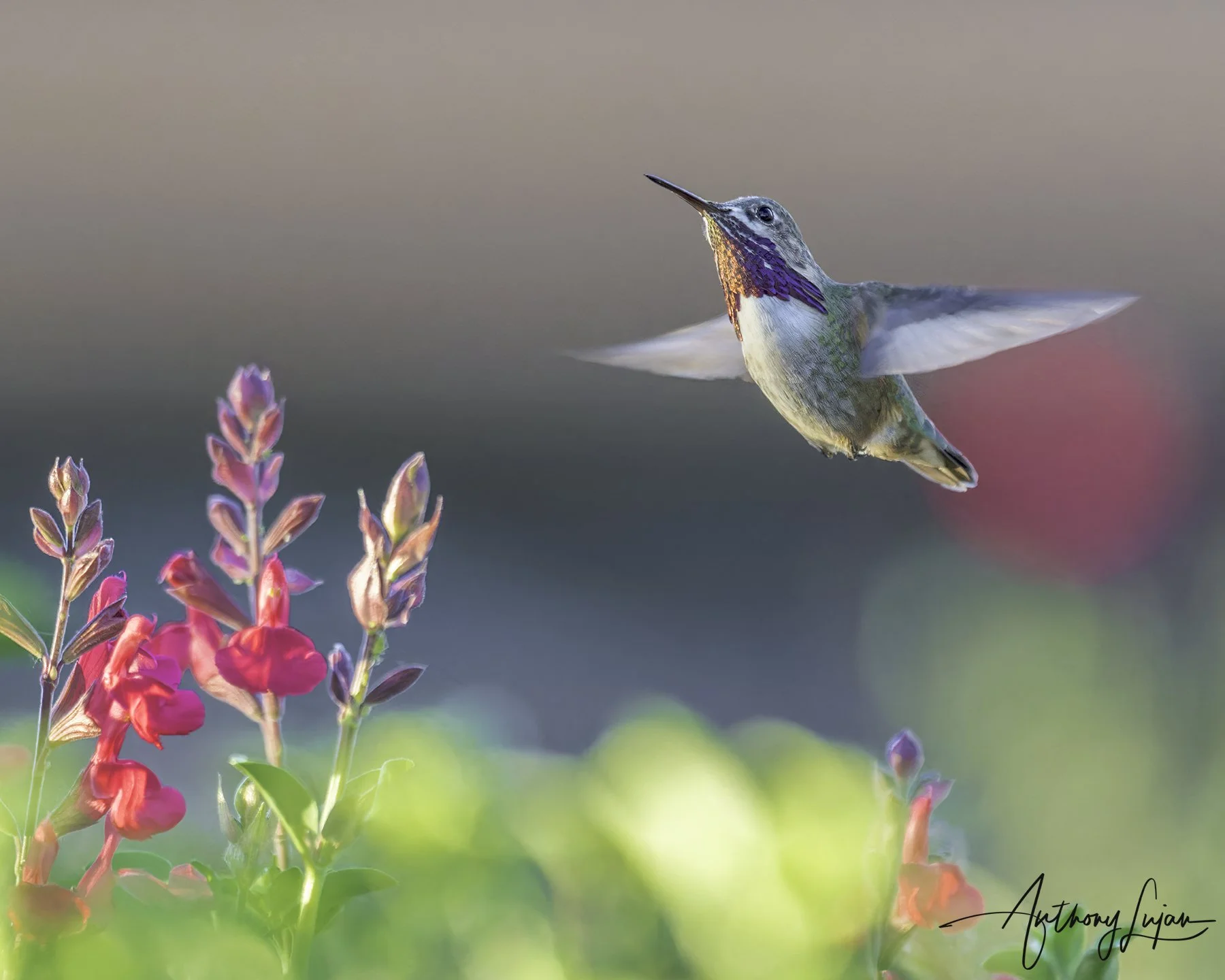 DSC5319 Calliope Hummingbird x1800.jpg