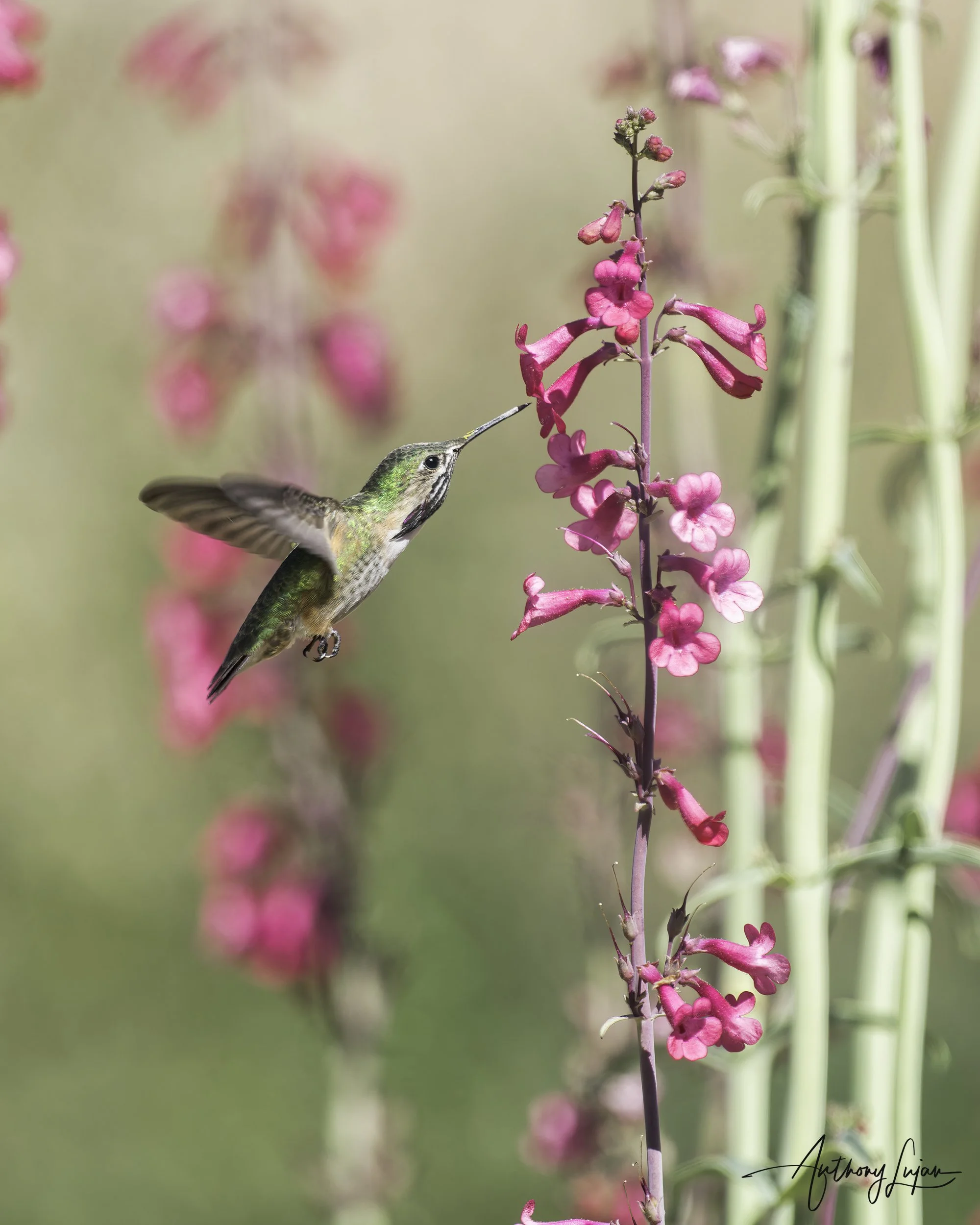 DSC4126 Calliope Hummingbird x1800.jpg