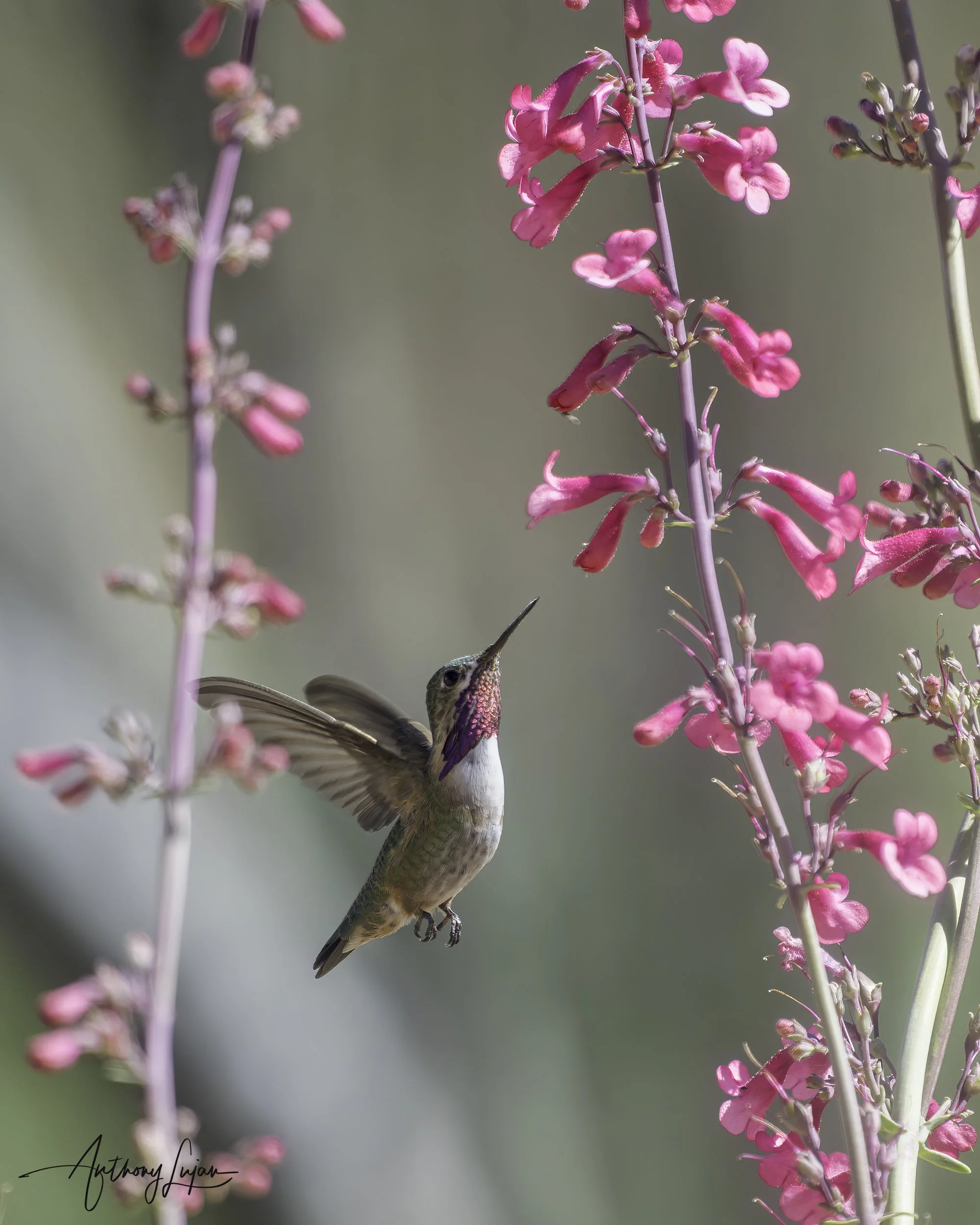 DSC4018 Calliope Hummingbird x1800.jpg