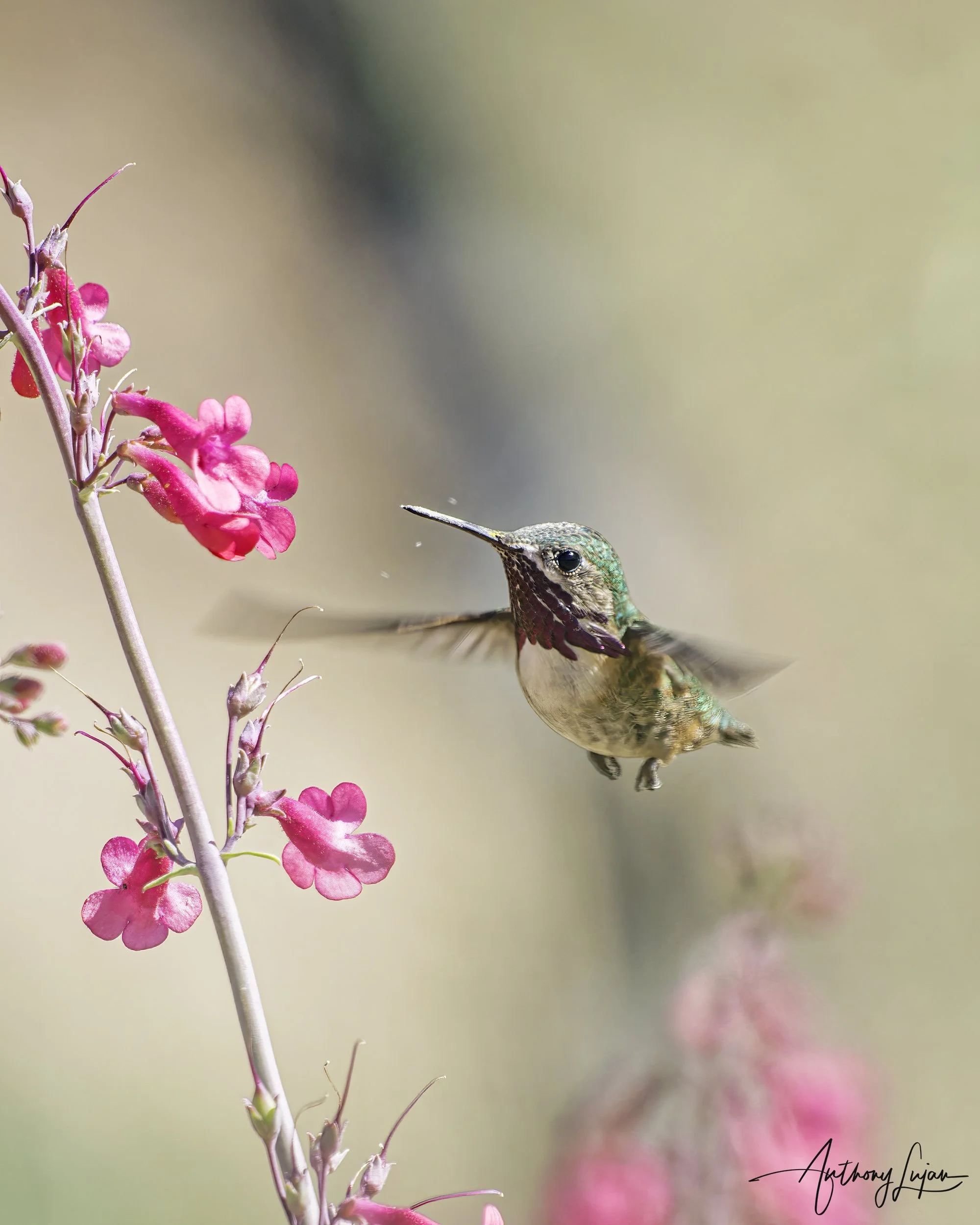 DSC3952 Calliope Hummingbird x1800.jpg