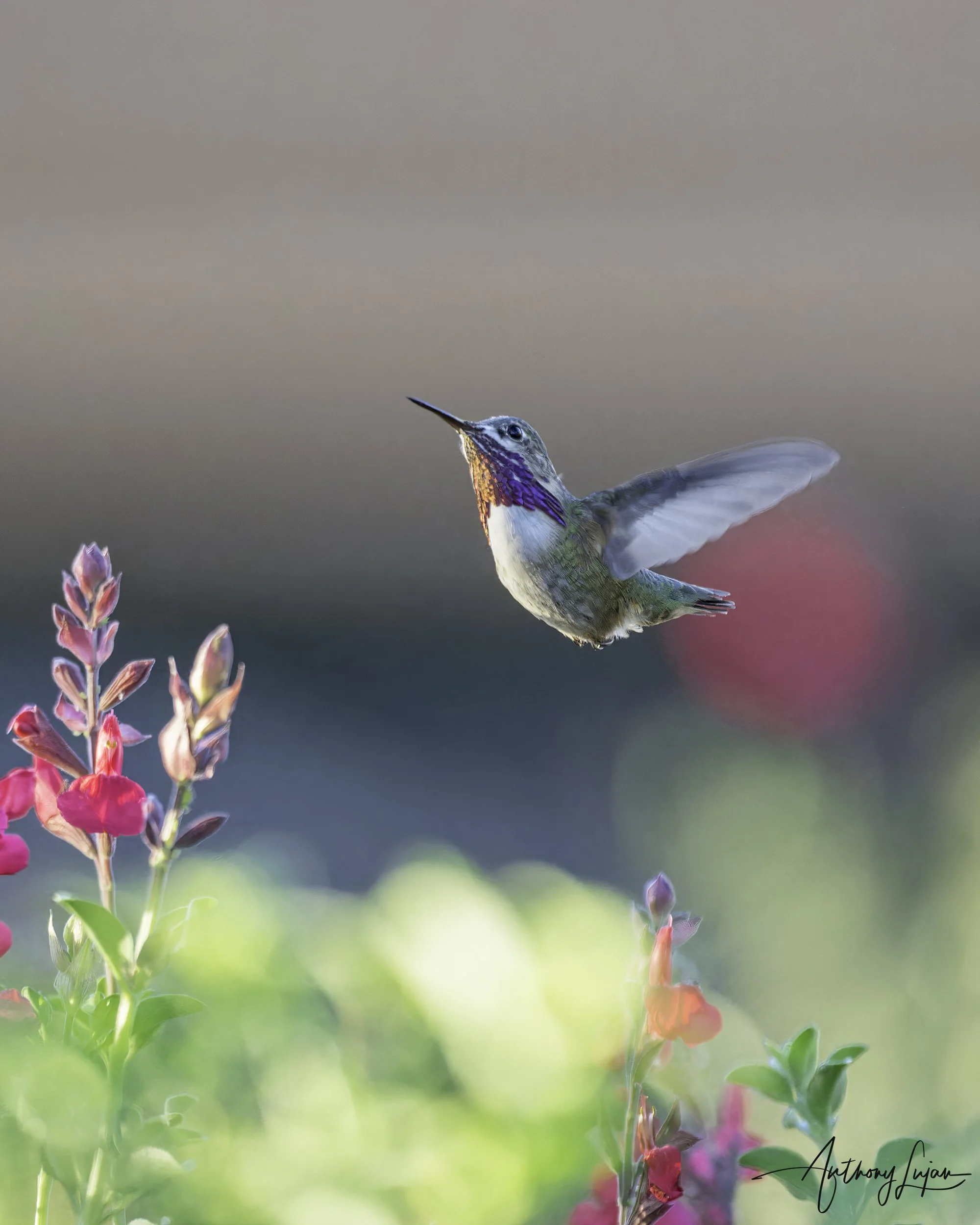 DSC5318 Calliope Hummingbird x1800.jpg