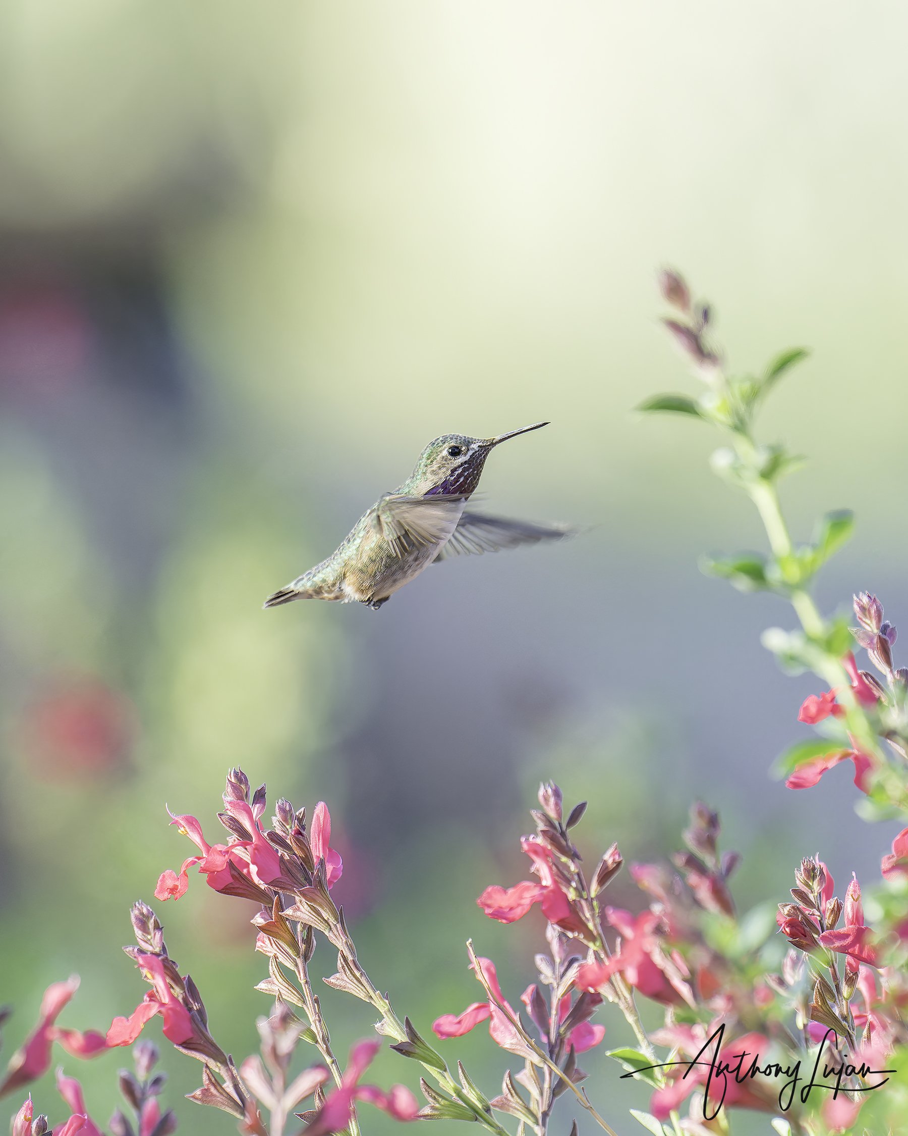 DSC5443 Calliope Hummingbird x1800.jpg