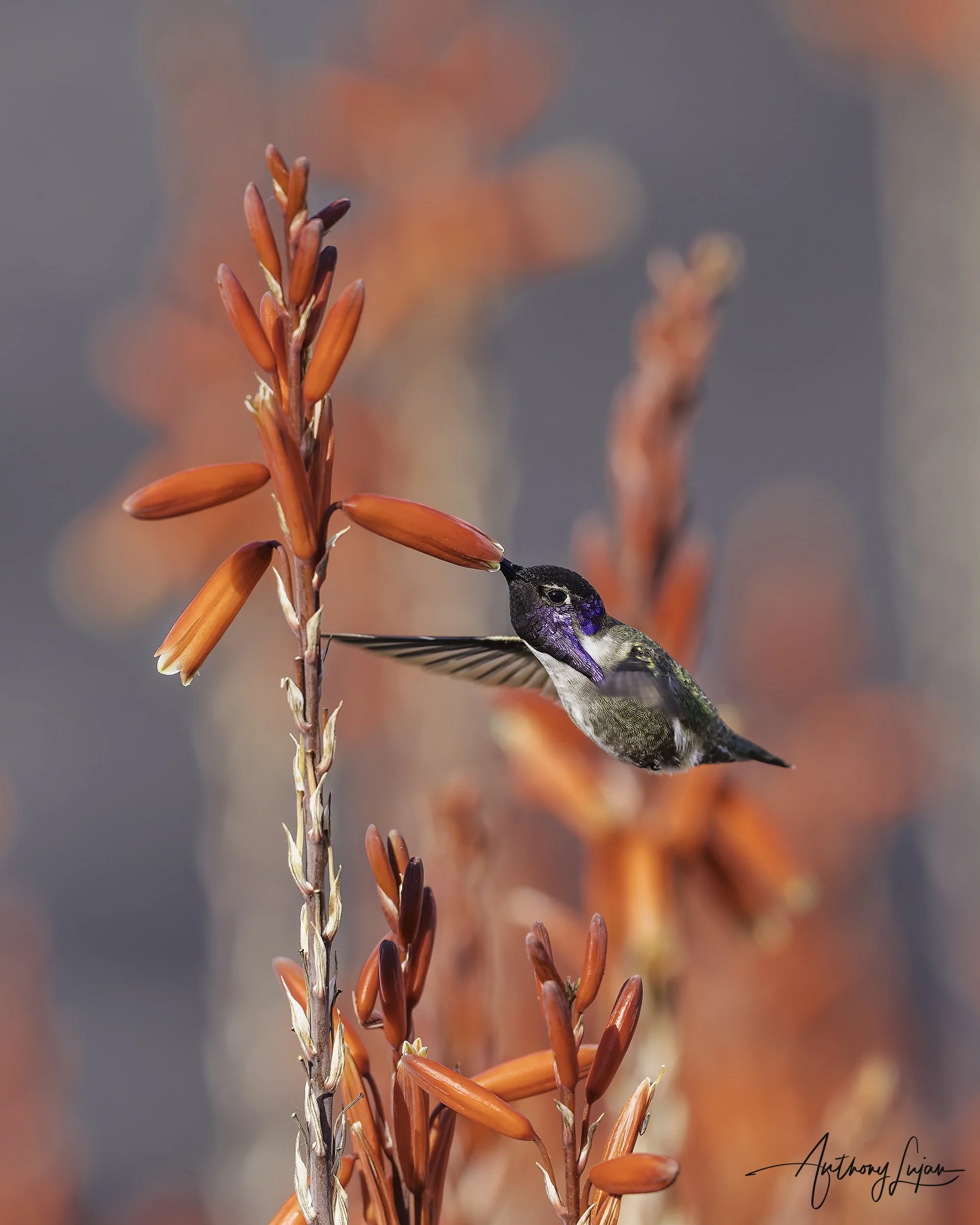 DSC8123 Costa's Hummingbird x1800.jpg