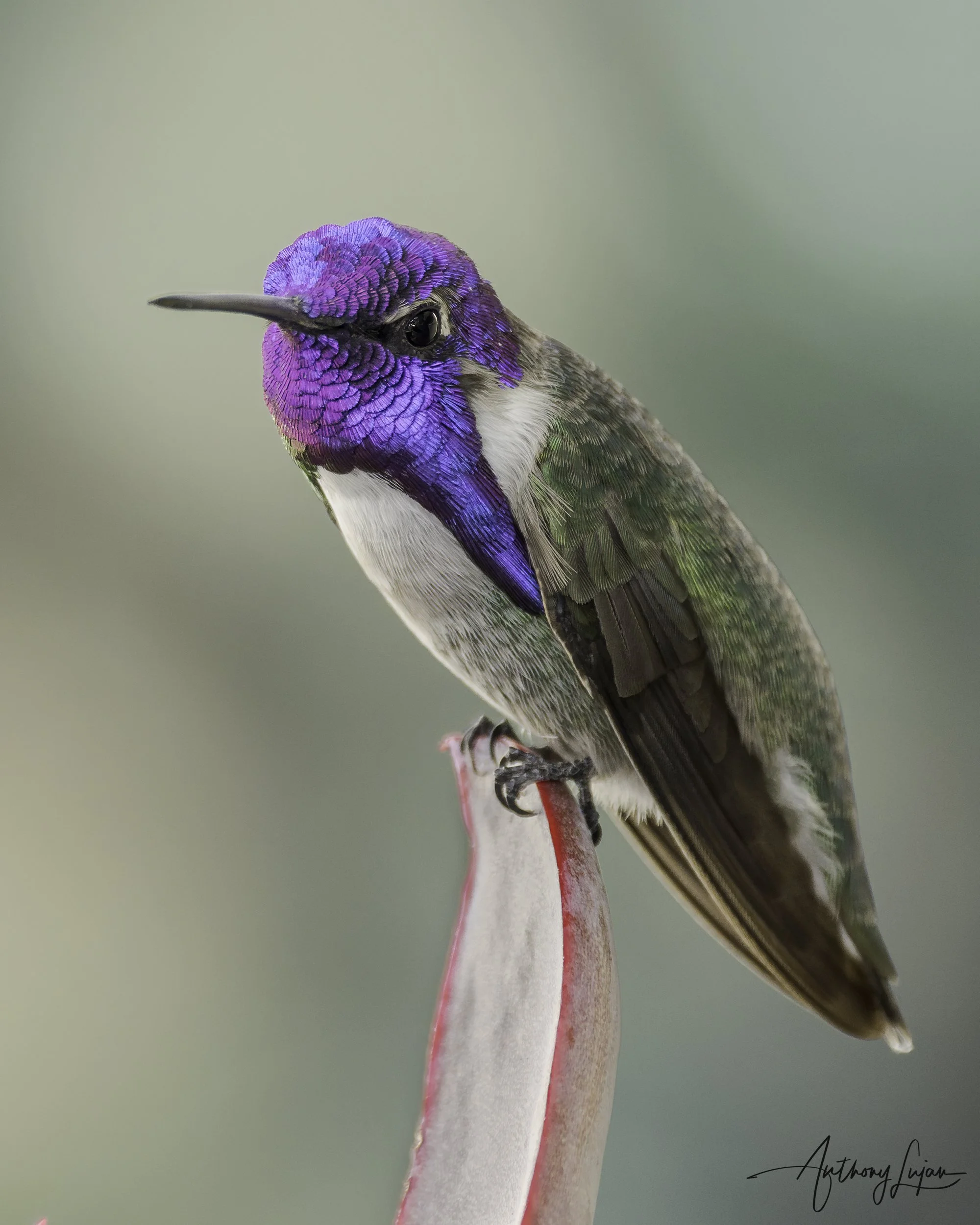 DSC07759 Costa's Hummingbird x1800.jpg