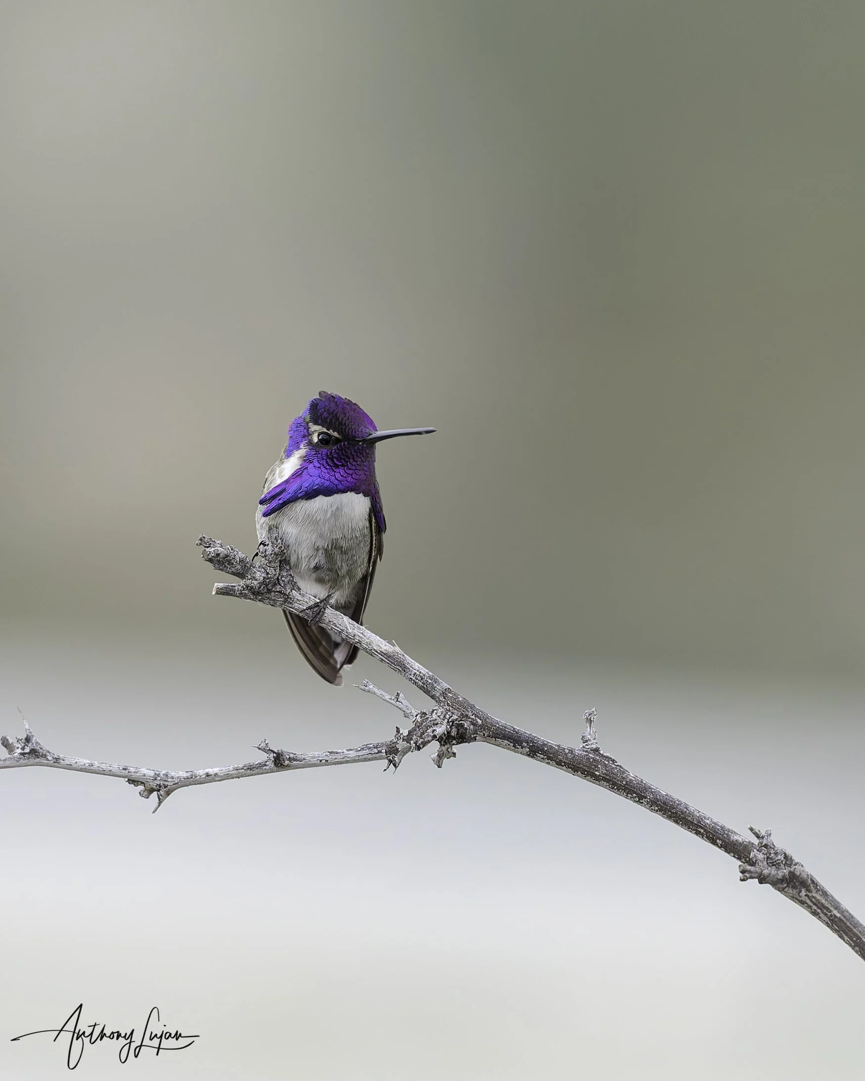 DSC6310 Costa's Hummingbird x1800.jpg