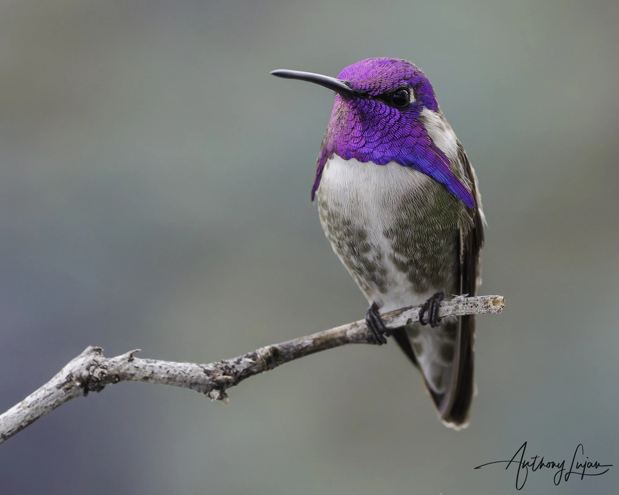 DSC8400 Costa's Hummingbird x1800.jpg
