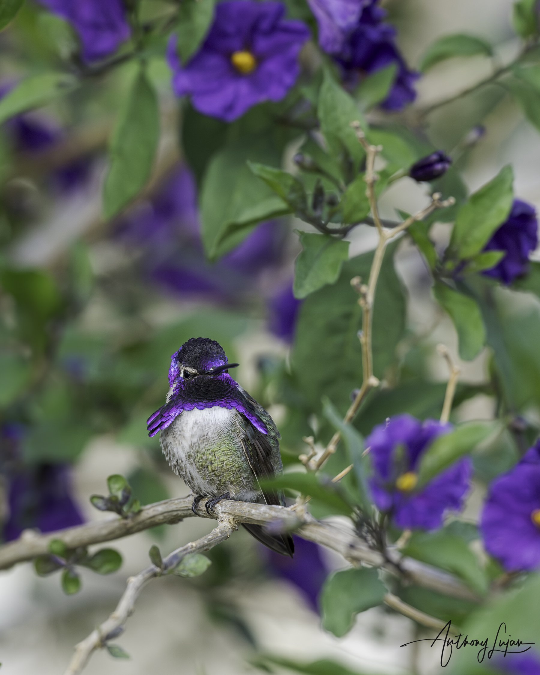 DSC5996 Costa's Hummingbird x1800.jpg