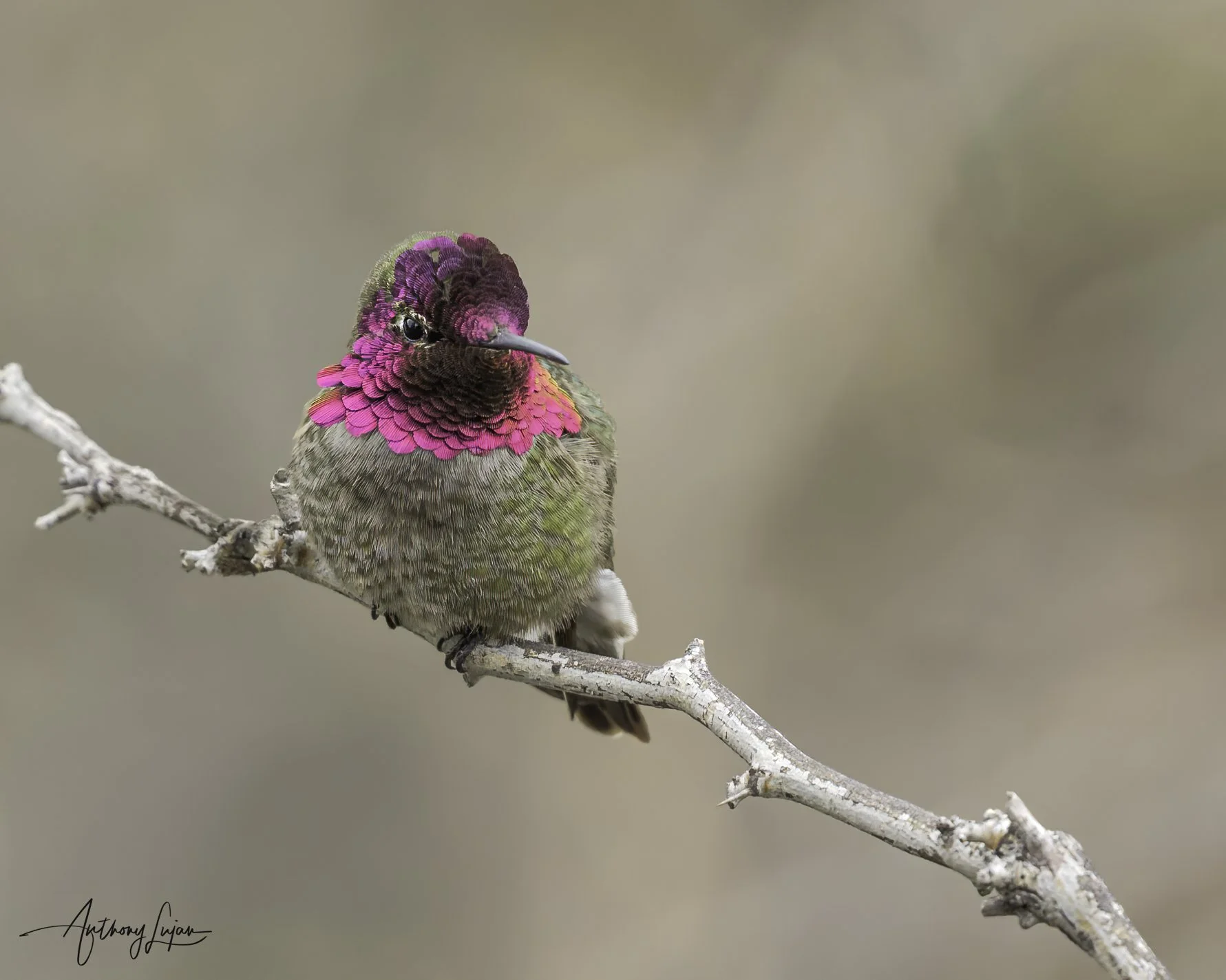 DSC01884 Anna's Hummingbird x1800.jpg