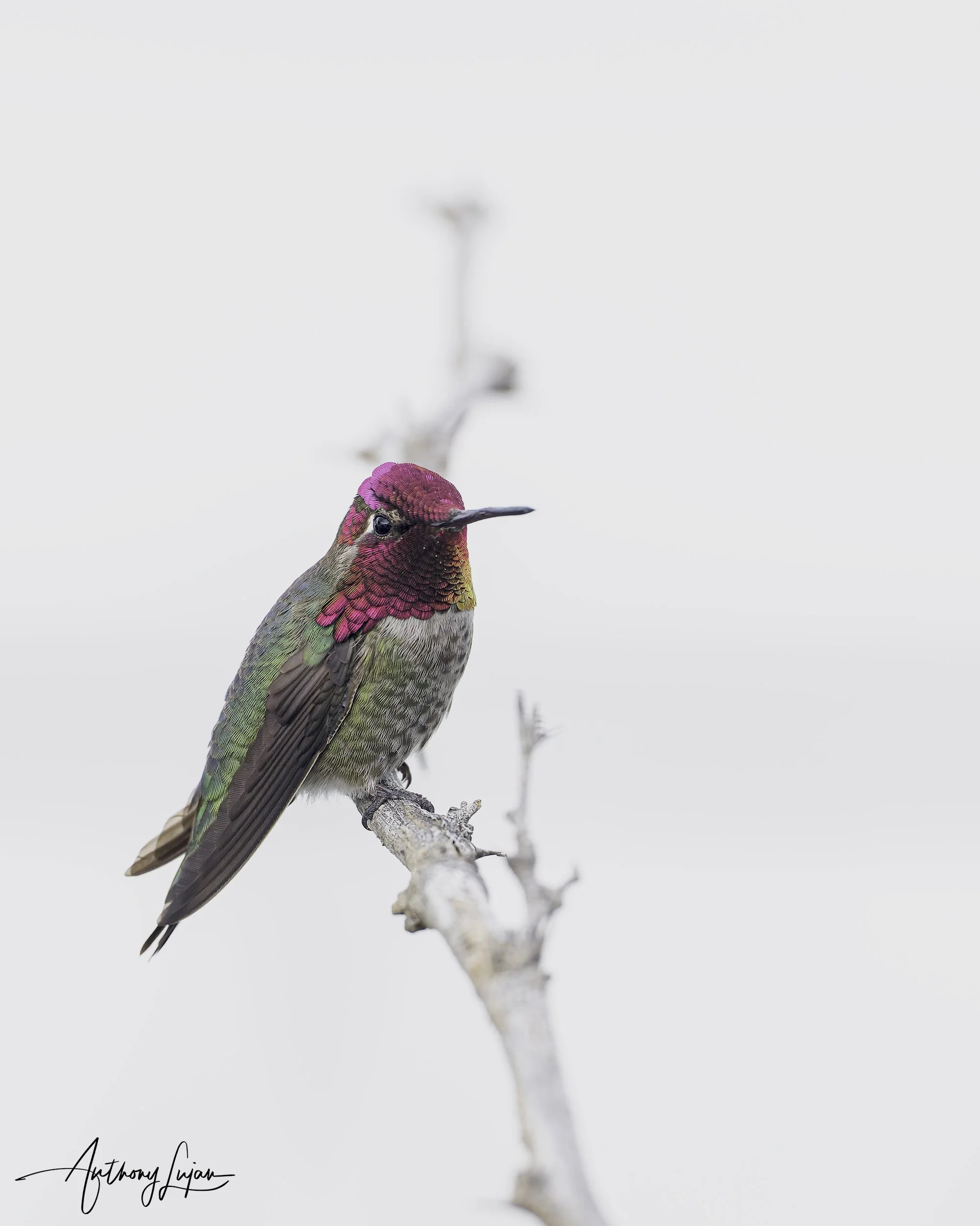 DSC6206 Anna's Hummingbird x1800.jpg