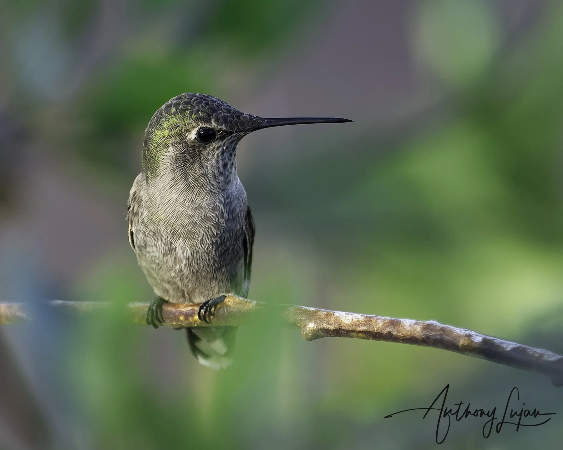 DSC1519 - Anna's x1800.jpg