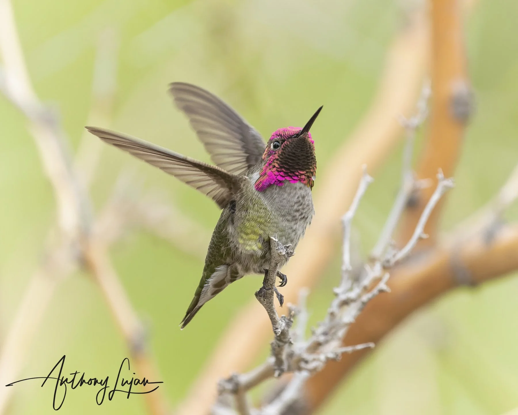 DSC1131 Anna's Hummingbird x1800.jpg