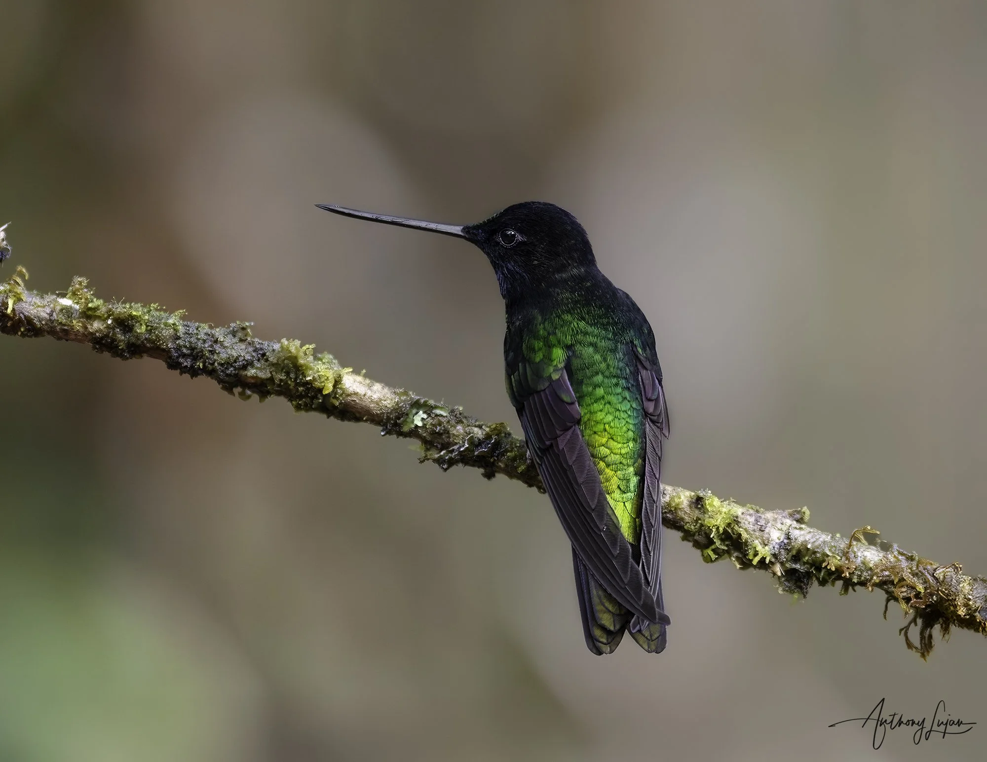 DSC09351 Dusky Starfrontlet x1800.jpg