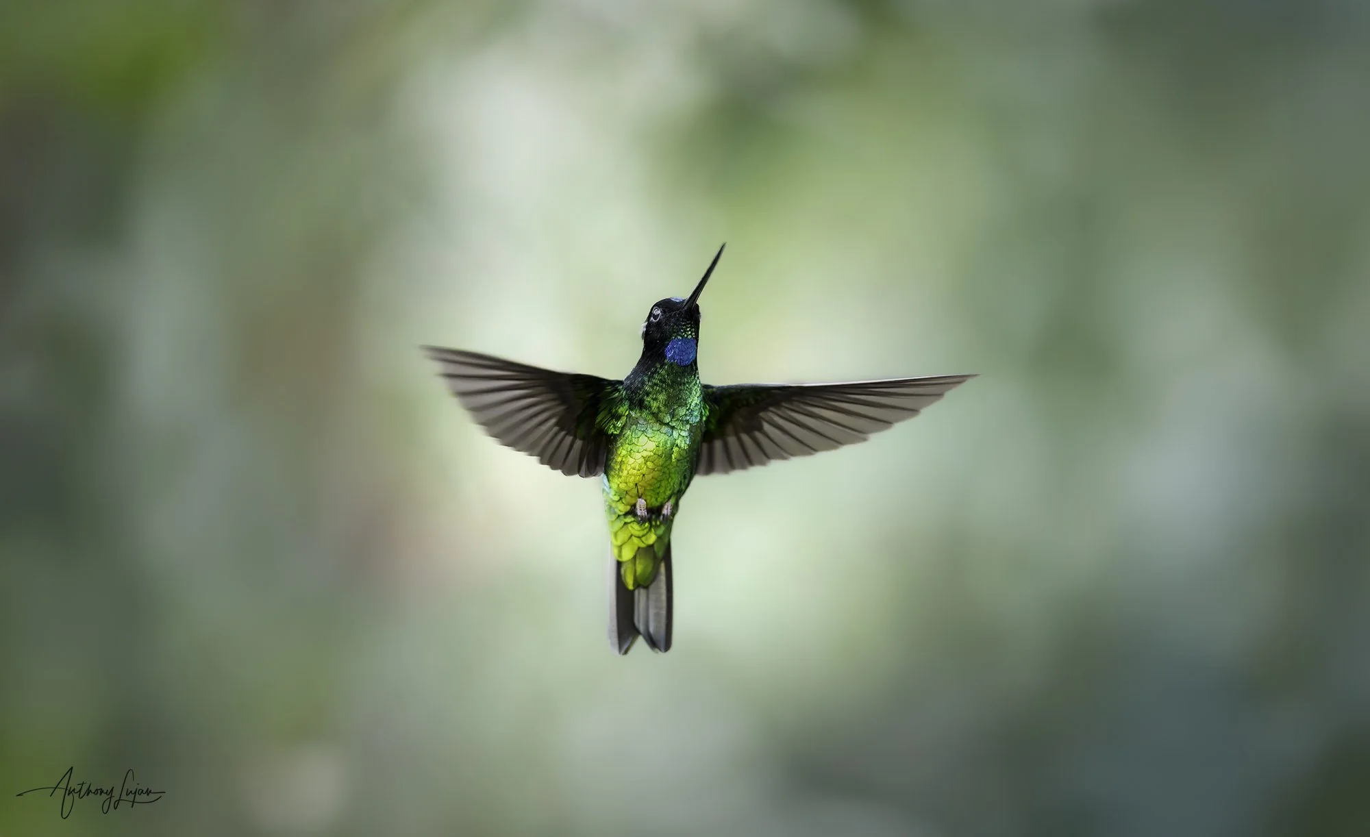 DSC00314 Dusky Starfrontlet x1800.jpg