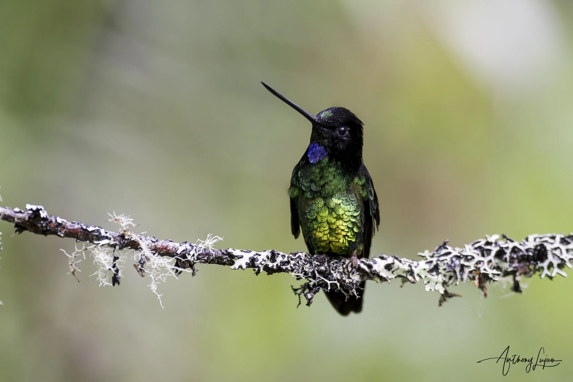 DSC04545 Dusky Starfrontlet x1800.jpg