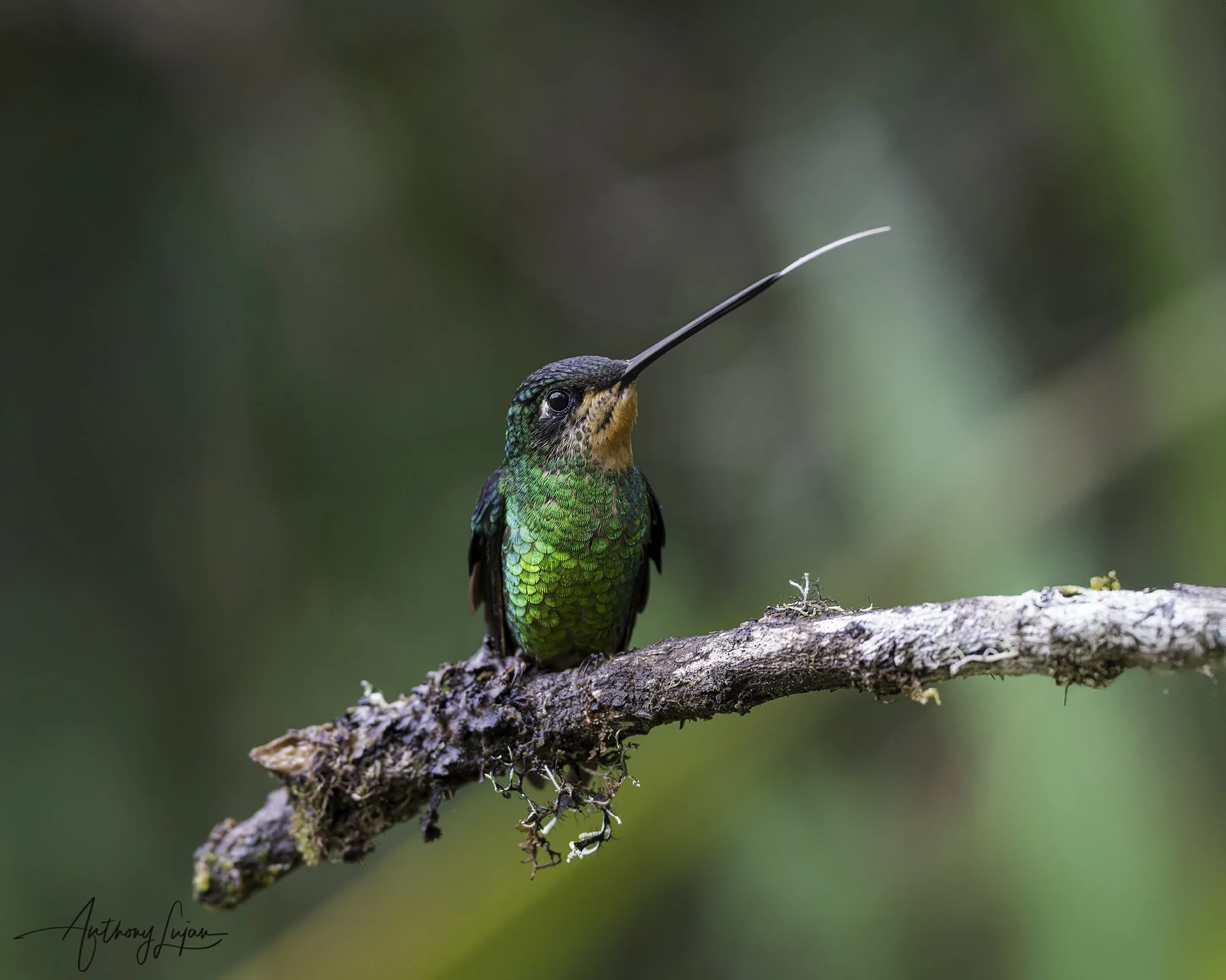 DSC01074 Dusky Starfrontlet female x1800.jpg