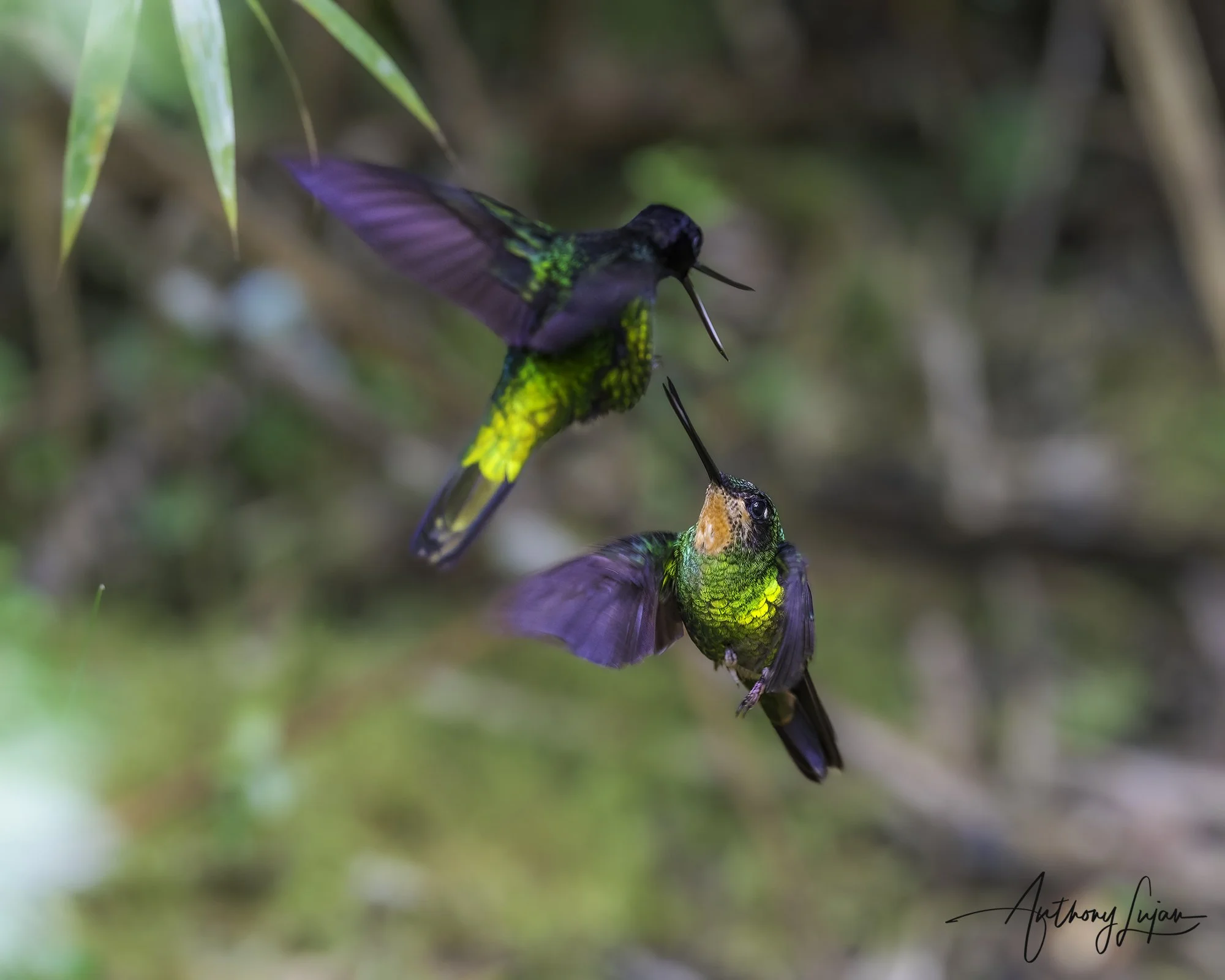 DSC02076 Dusky Starfrontlet x1800.jpg