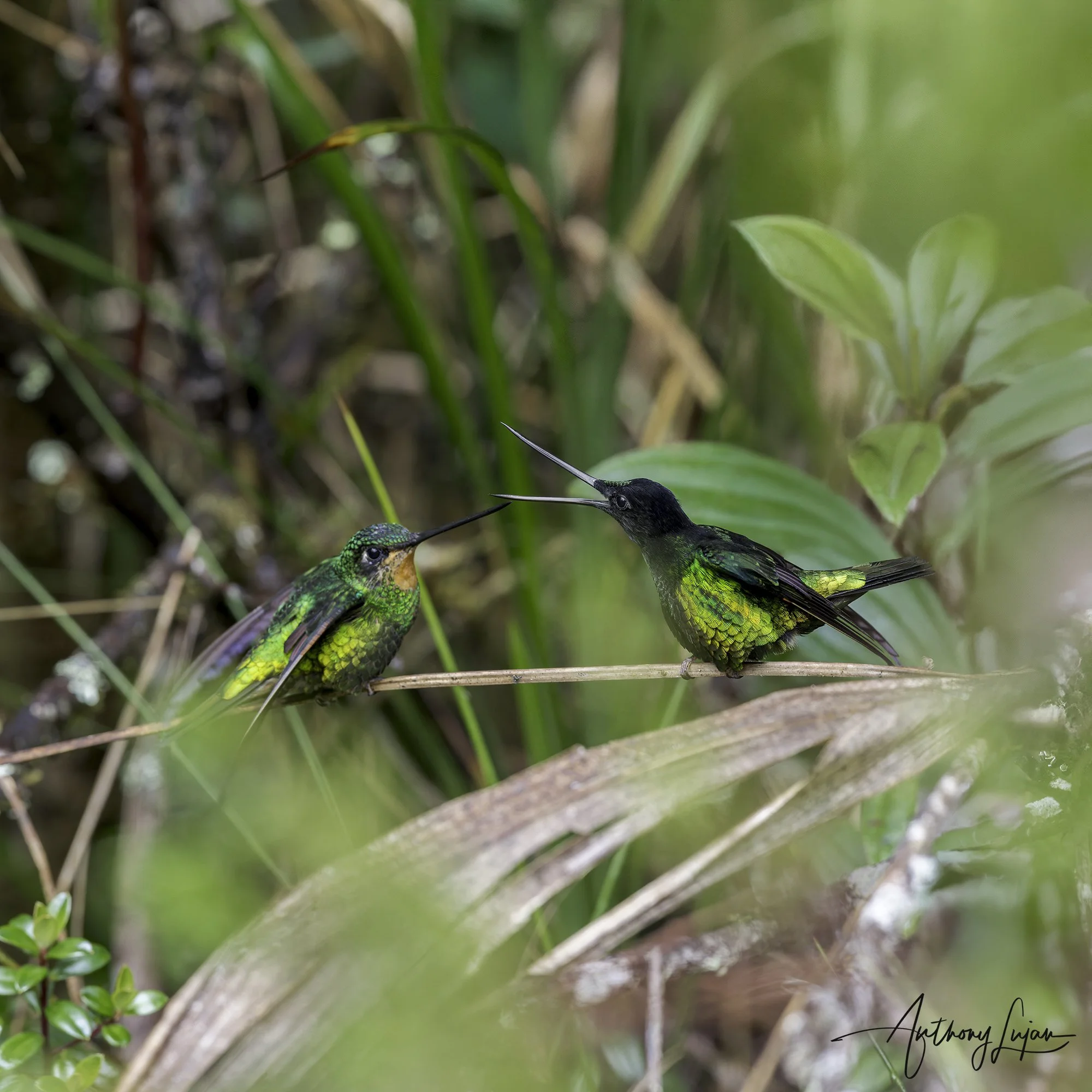 DSC02157 Dusky Starfrontlet Pair x1800.jpg