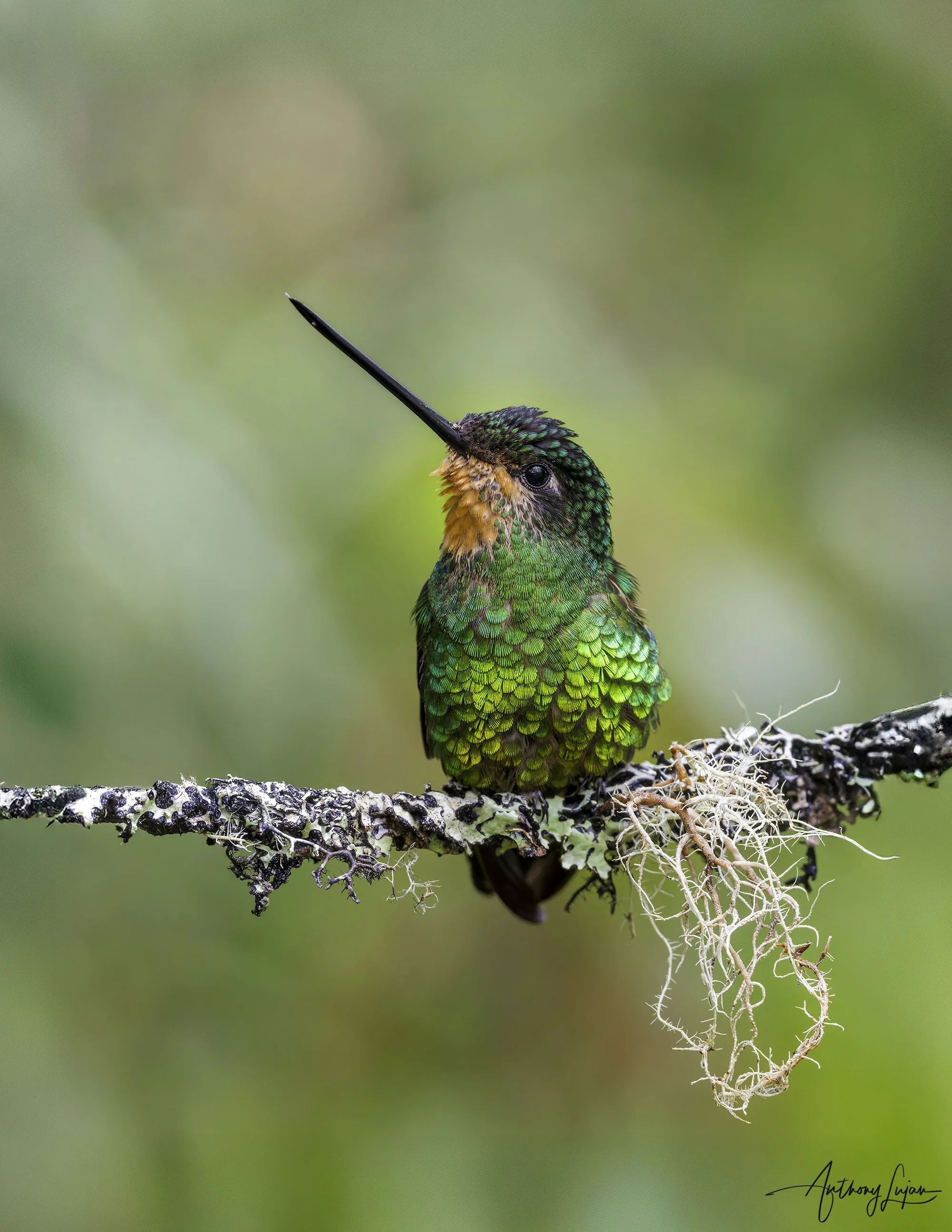 DSC02709 Dusky Starfrontlet female x1800.jpg