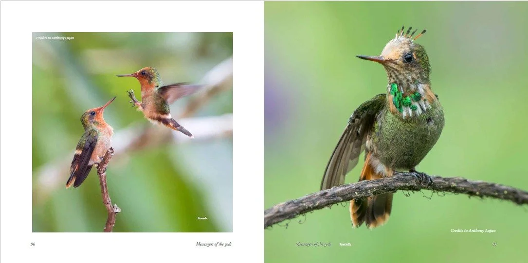 Hummingbirds of Costa Rica 02.jpeg