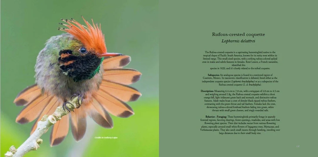 Hummingbirds of Costa Rica 01.jpeg