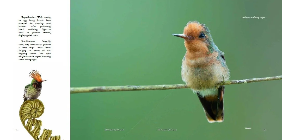 Hummingbirds of Costa Rica 03.jpeg