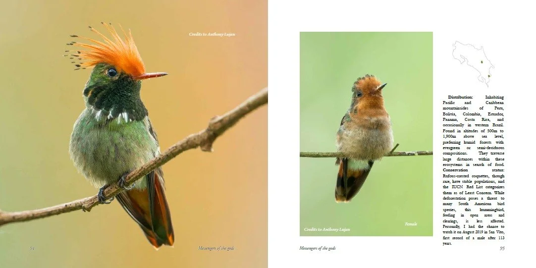 Hummingbirds of Costa Rica 04.jpeg