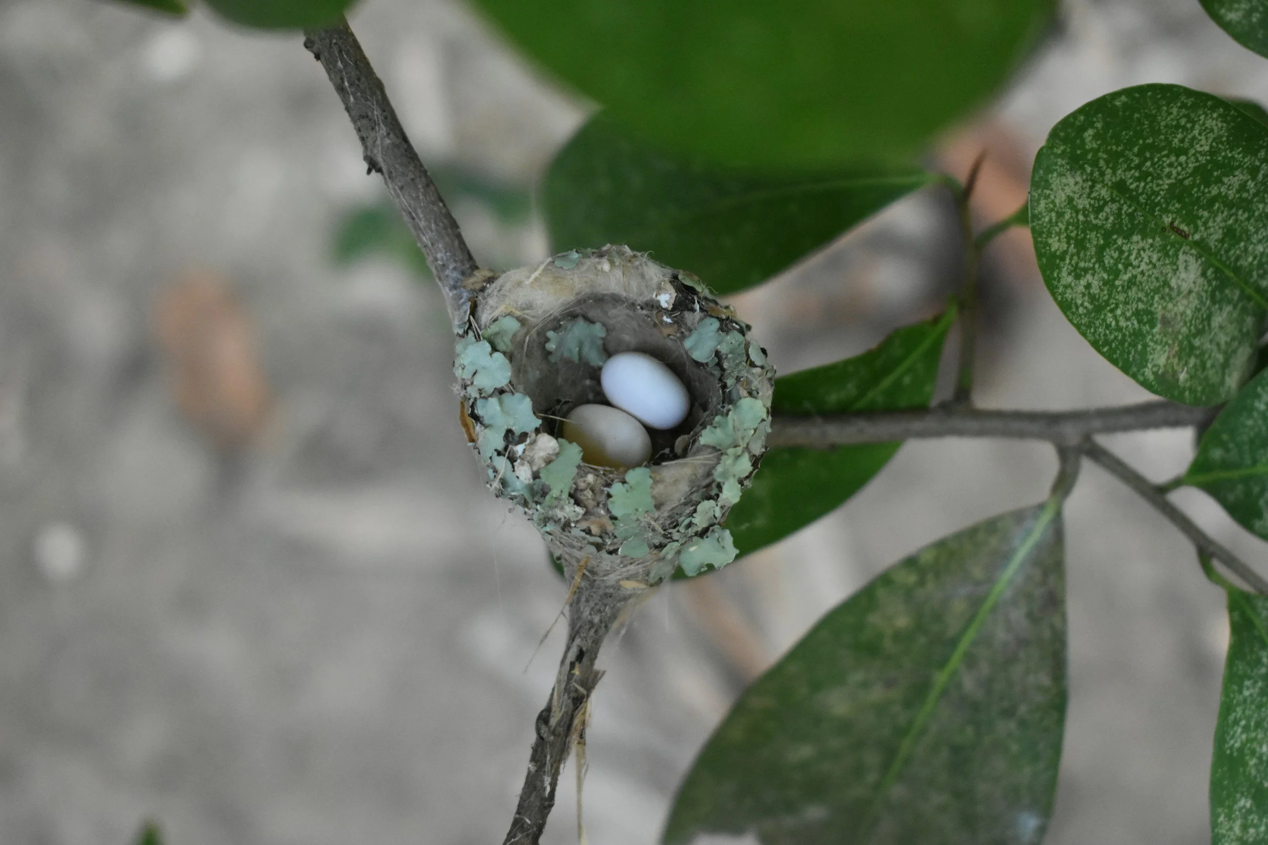 Hummingbird Eggs Are Even Smaller Than You Imagine