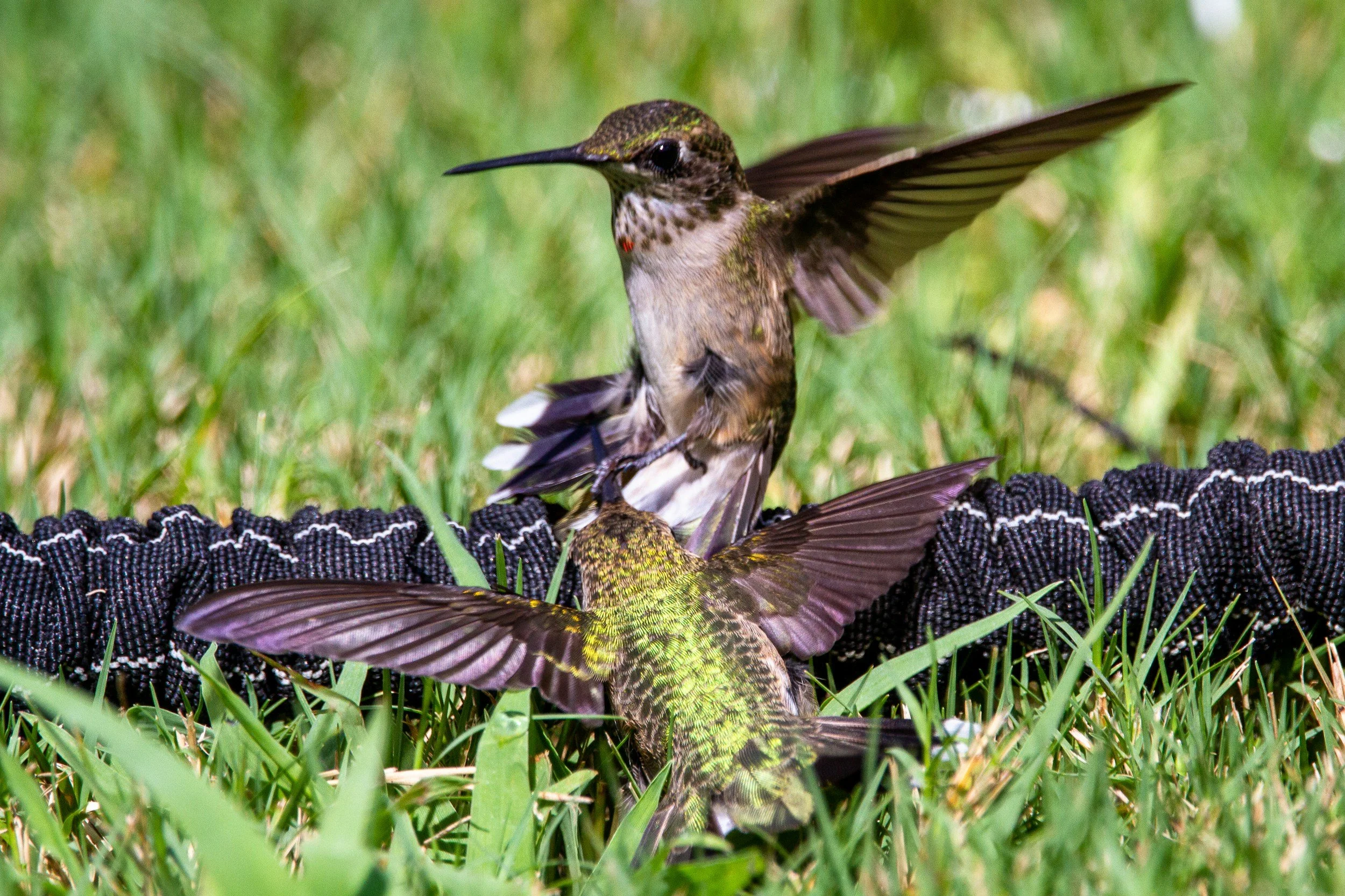 Why do hummingbirds chase each other away from feeders?