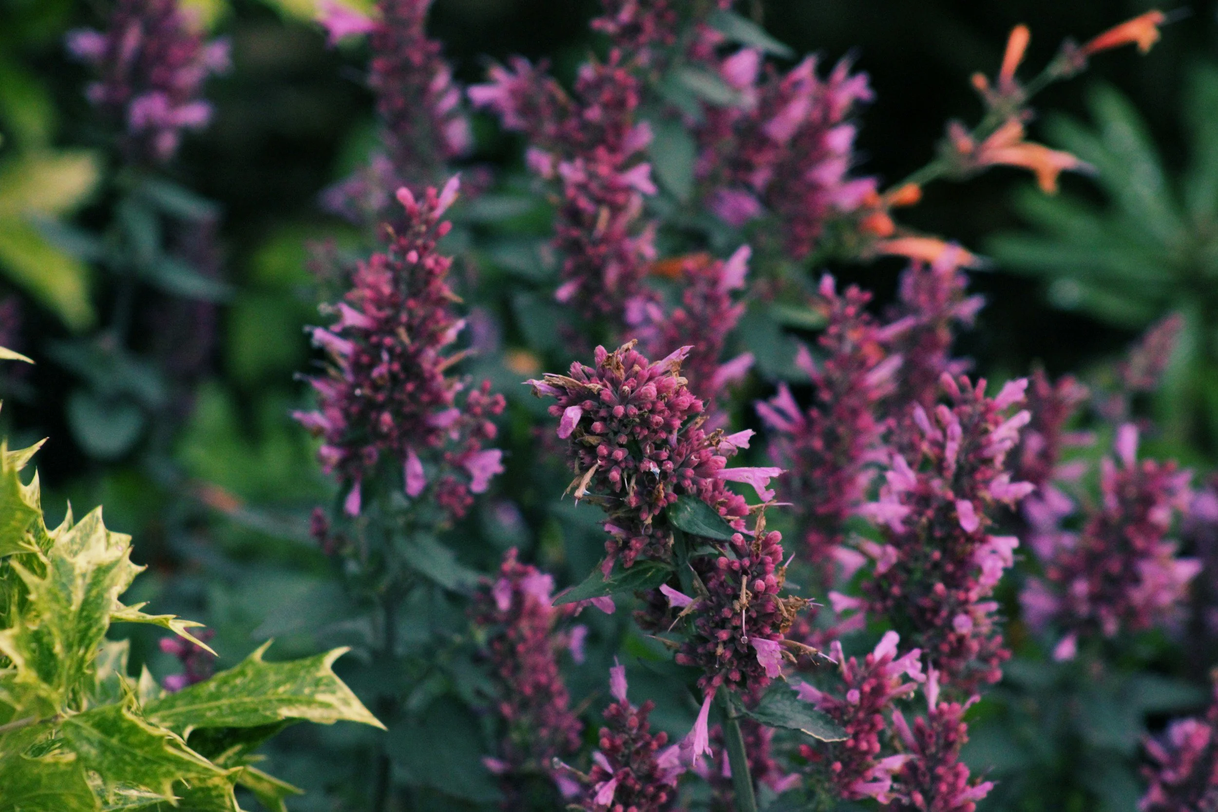 Hummingbird Magnet: Top Desert Plants for Your Garden