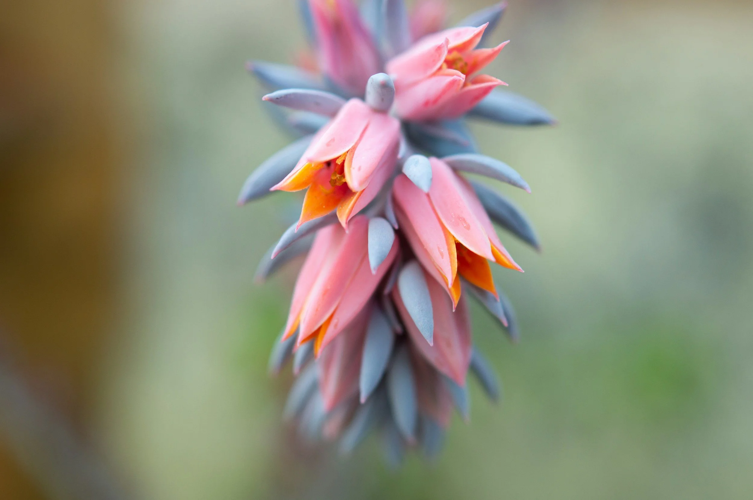 Why Echeveria is Ideal for Hummingbird-Lovers
