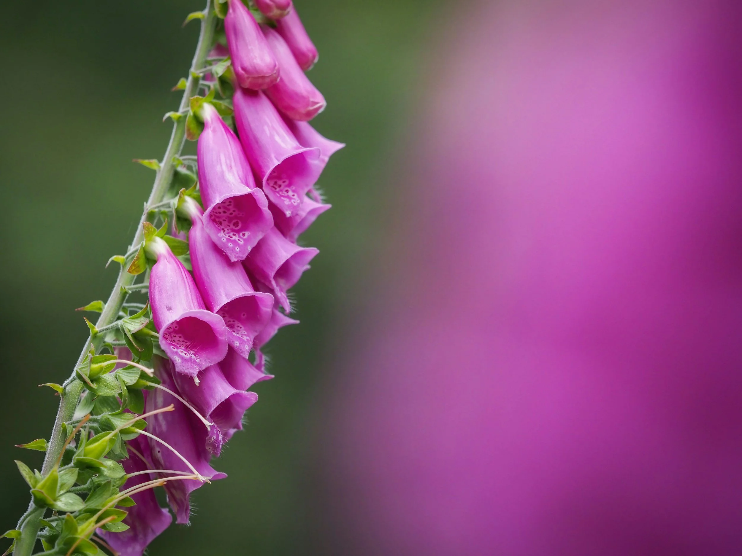 Attract Hummingbirds with Foxglove Flowers