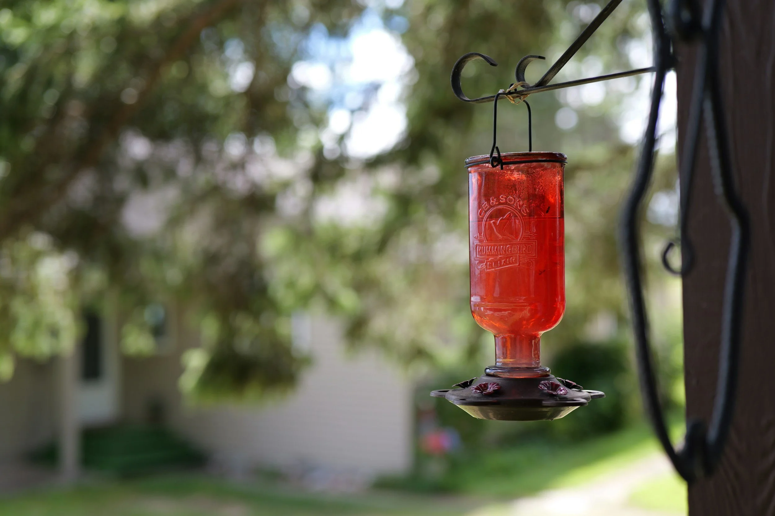 Are Your Hummingbird Feeders Ready for Spring?