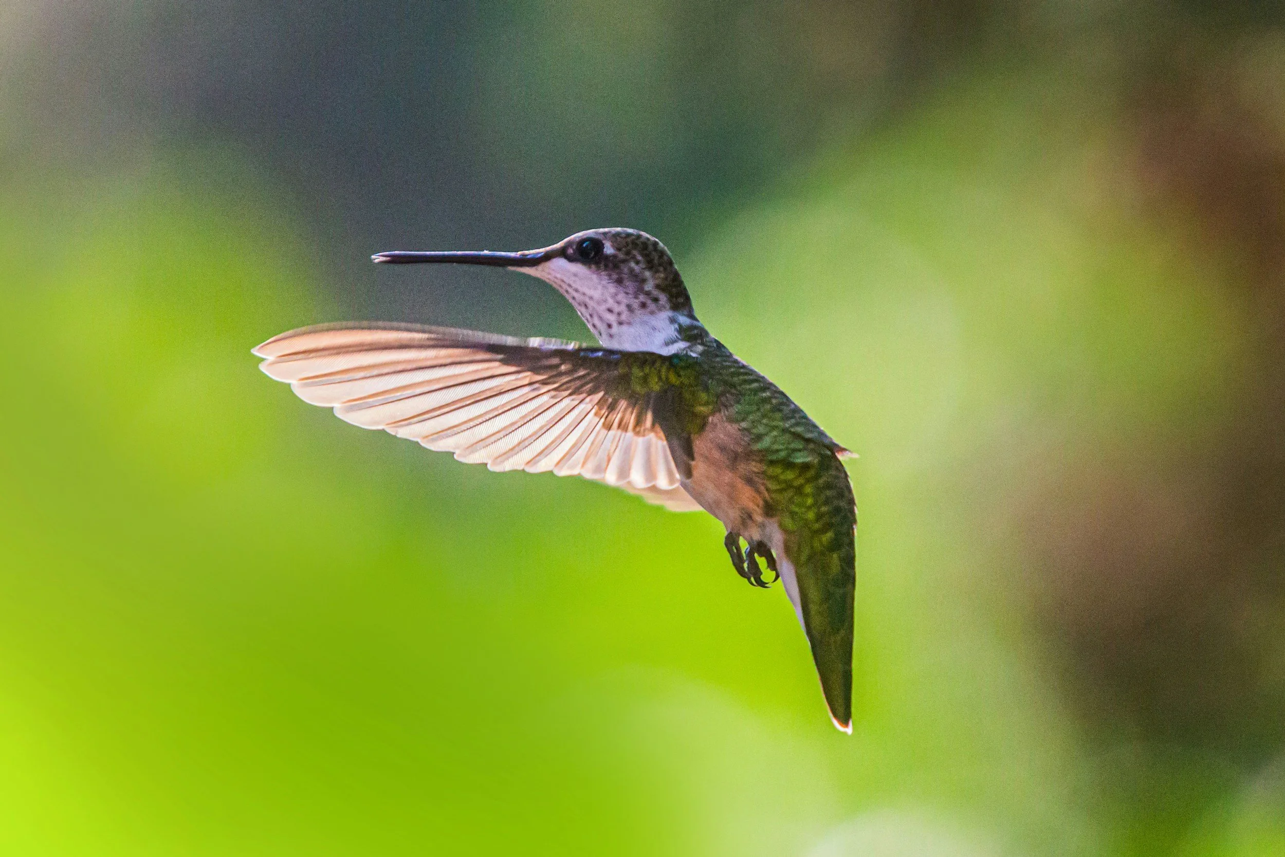 How Hummingbirds Fly Through Tight Spaces