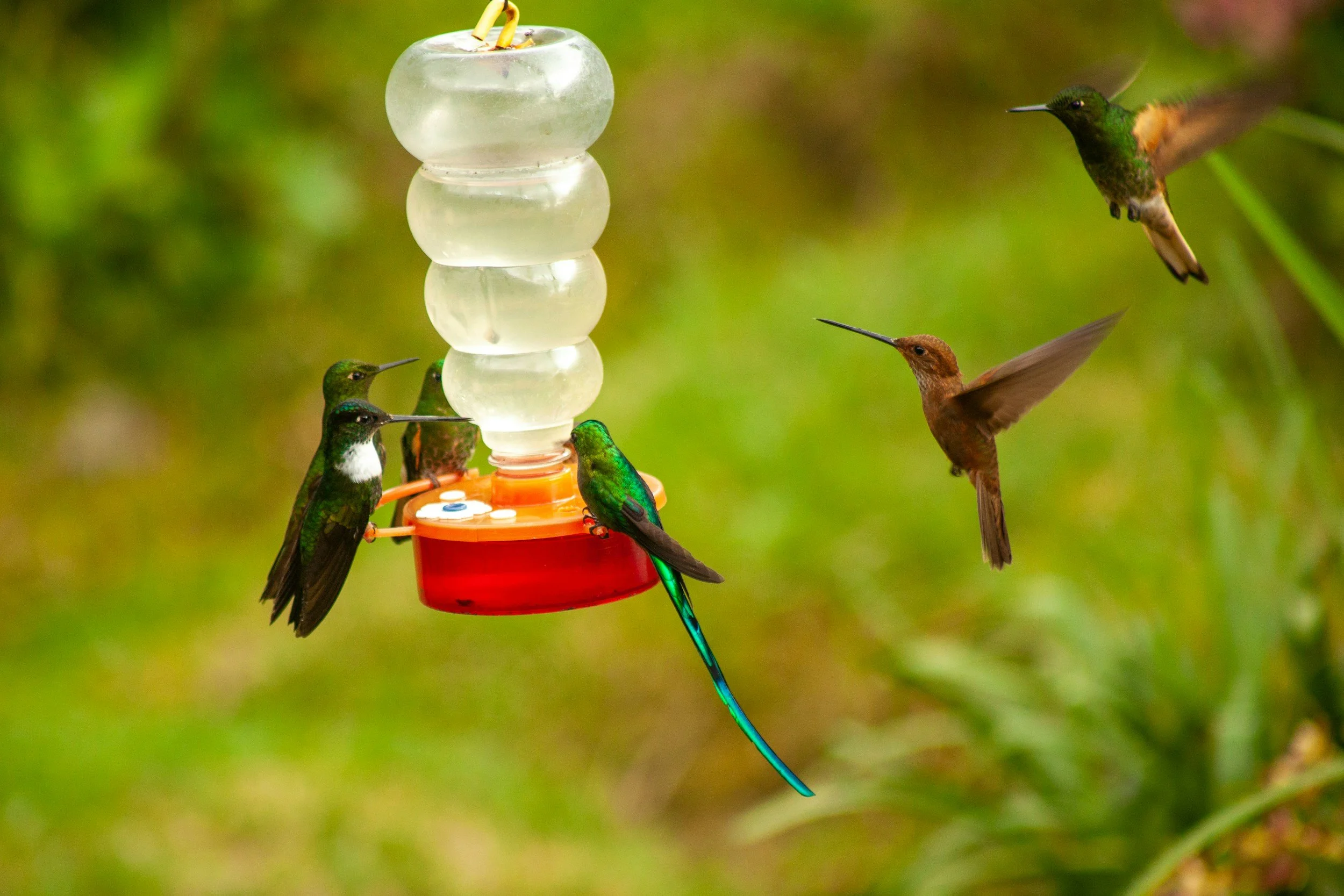 How Hummingbirds Detect the Sweetest Nectar
