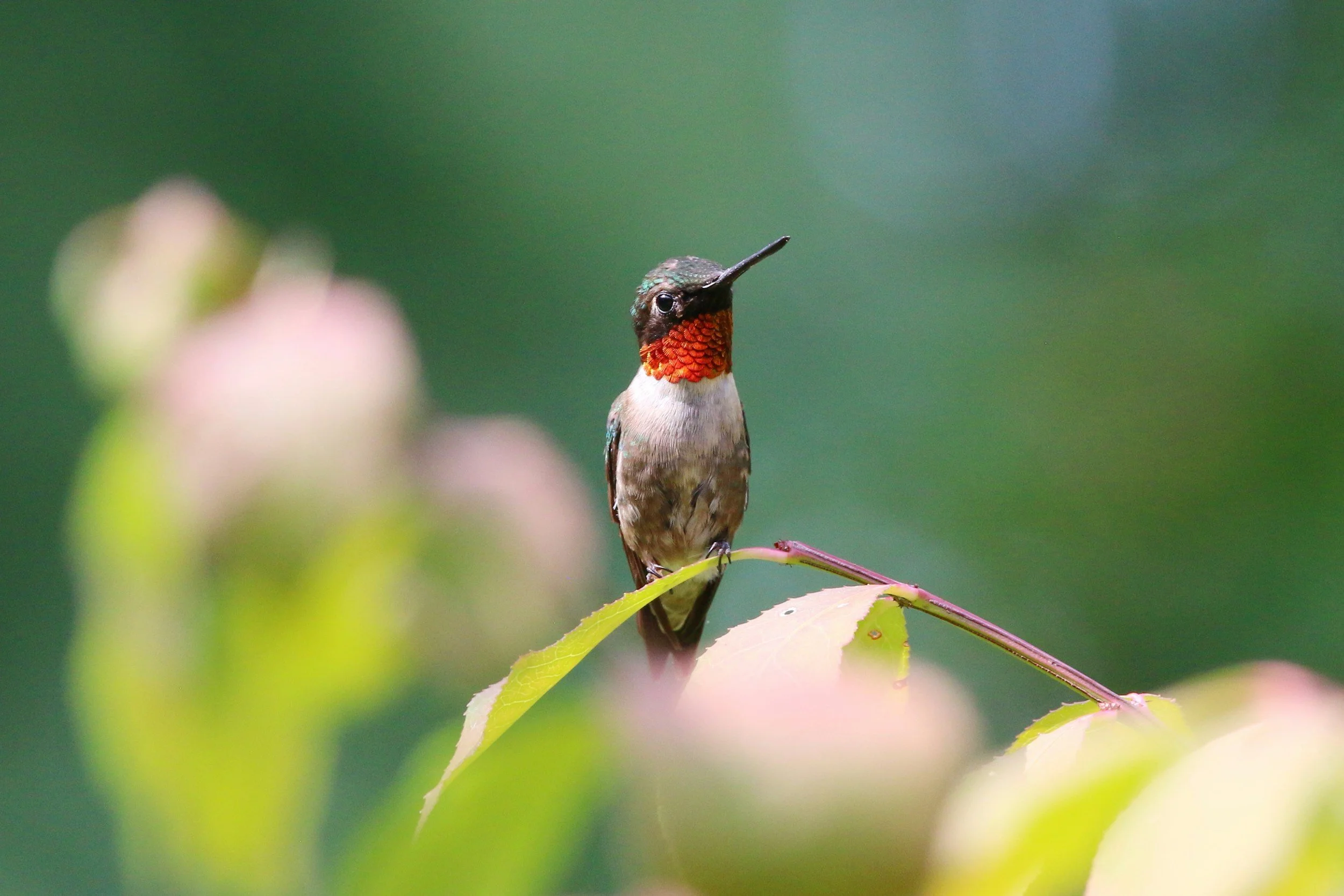 How Hummingbirds Navigate Thousands of Miles During Migration